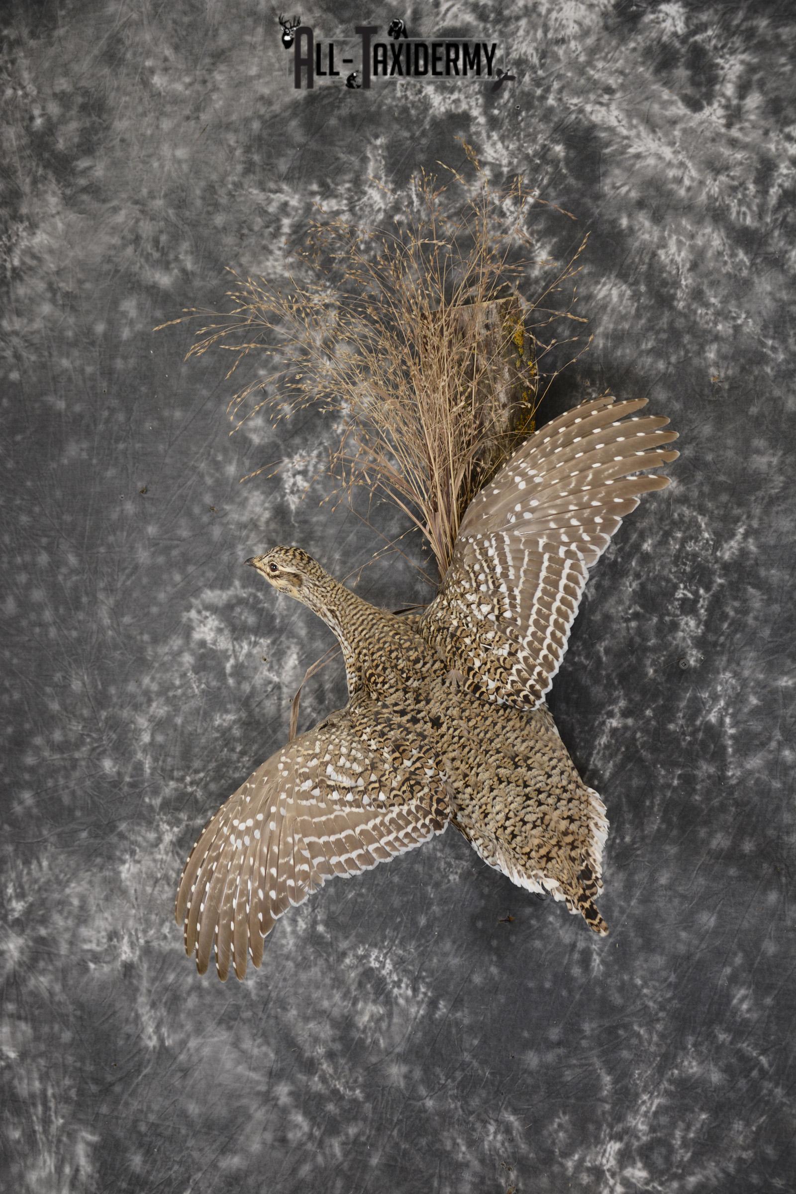 Sharptail Grouse taxidermy mount for sale SKU 1927 - Image 8