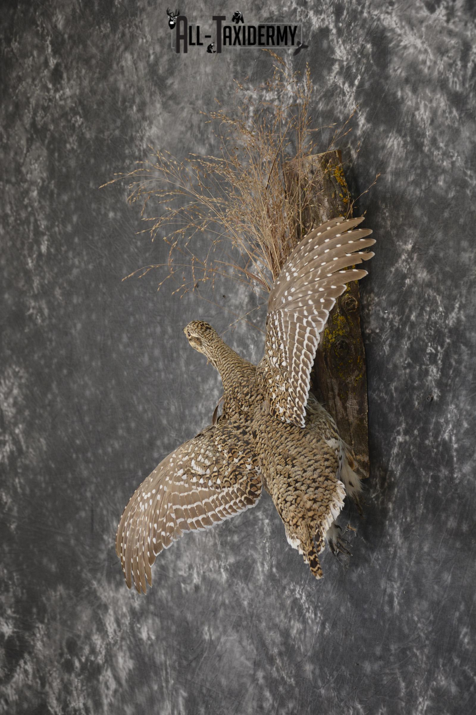 Sharptail Grouse taxidermy mount for sale SKU 1927 - Image 7