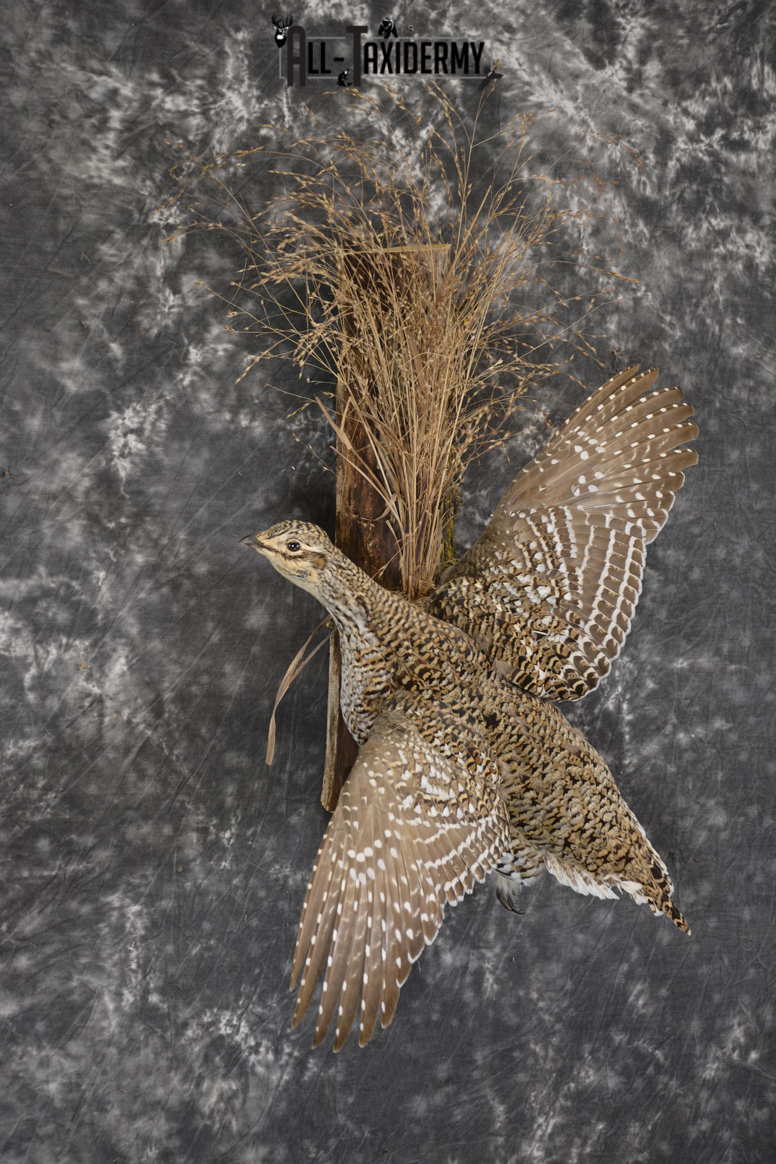 Sharptail Grouse taxidermy mount for sale SKU 1927 - Image 6