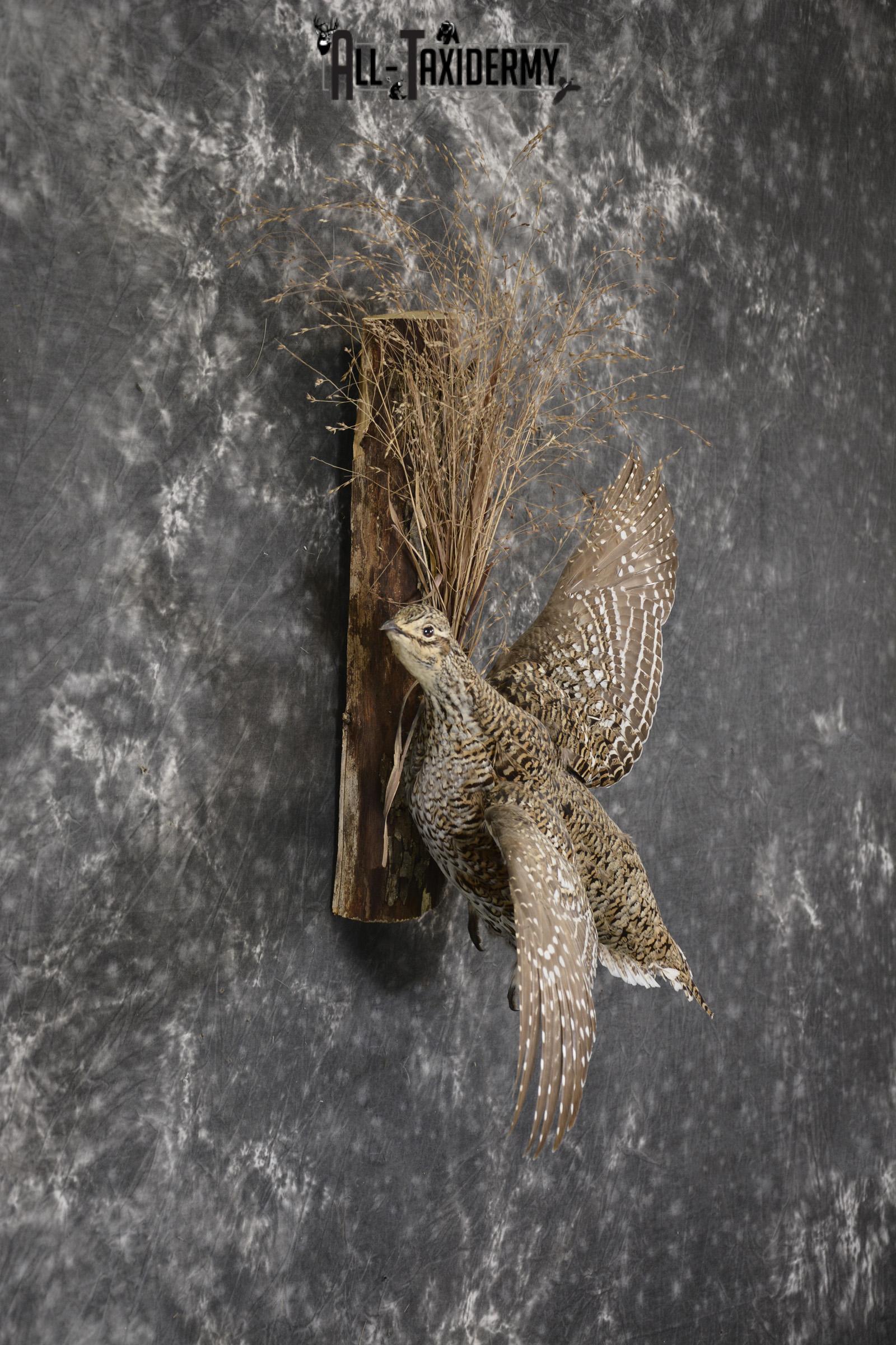 Sharptail Grouse taxidermy mount for sale SKU 1927 - Image 5