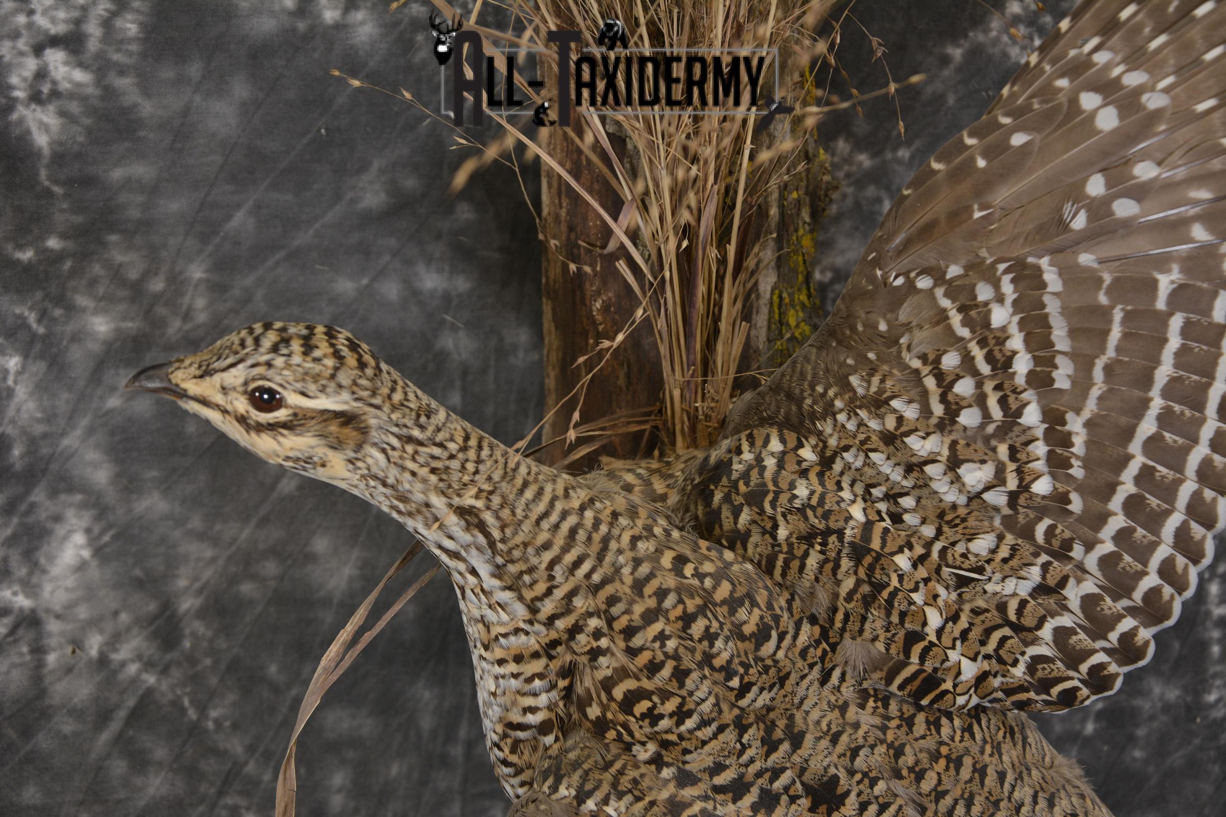 Sharptail Grouse taxidermy mount for sale SKU 1927 - Image 4