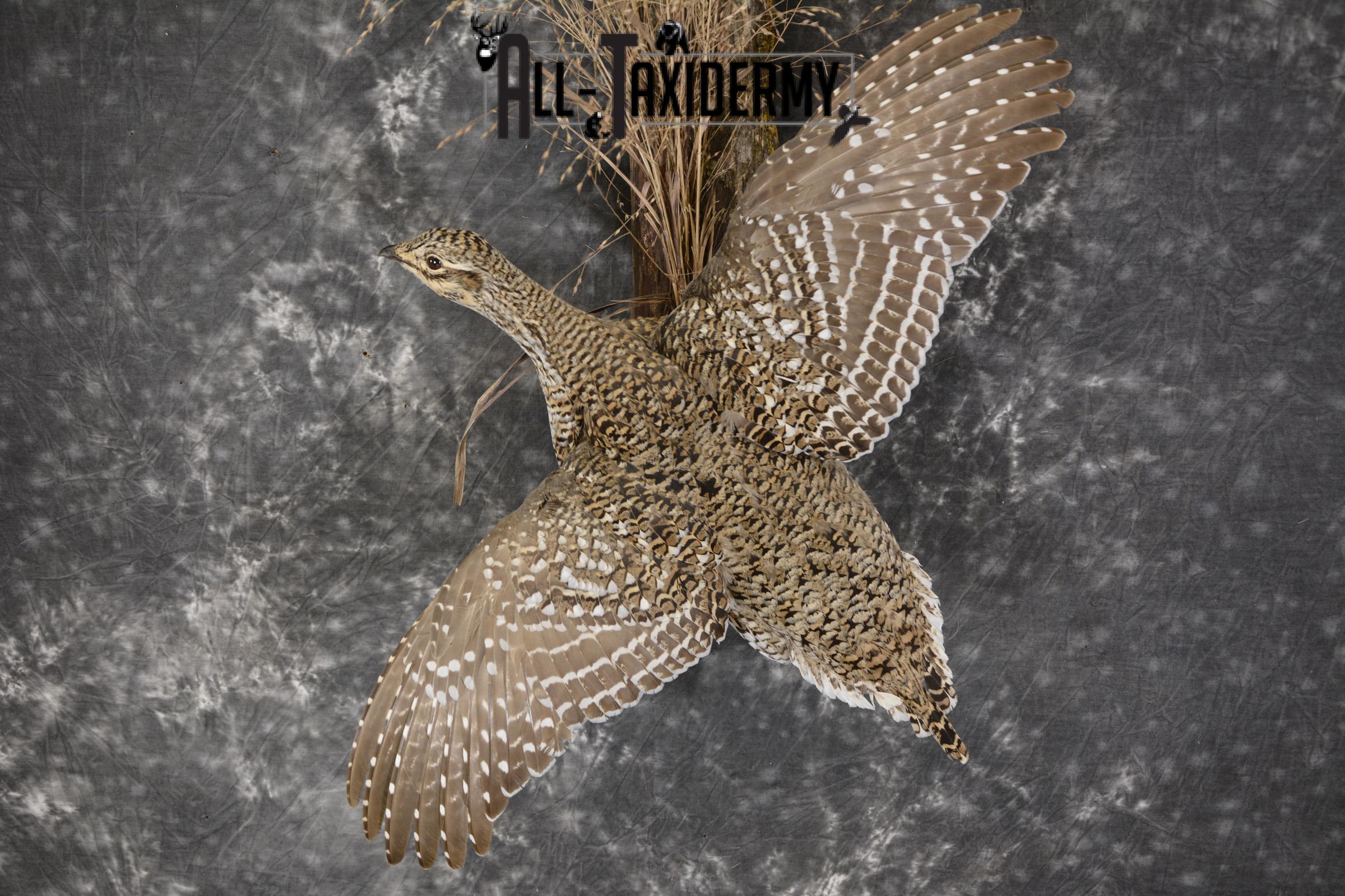 Sharptail Grouse taxidermy mount for sale SKU 1927 - Image 3