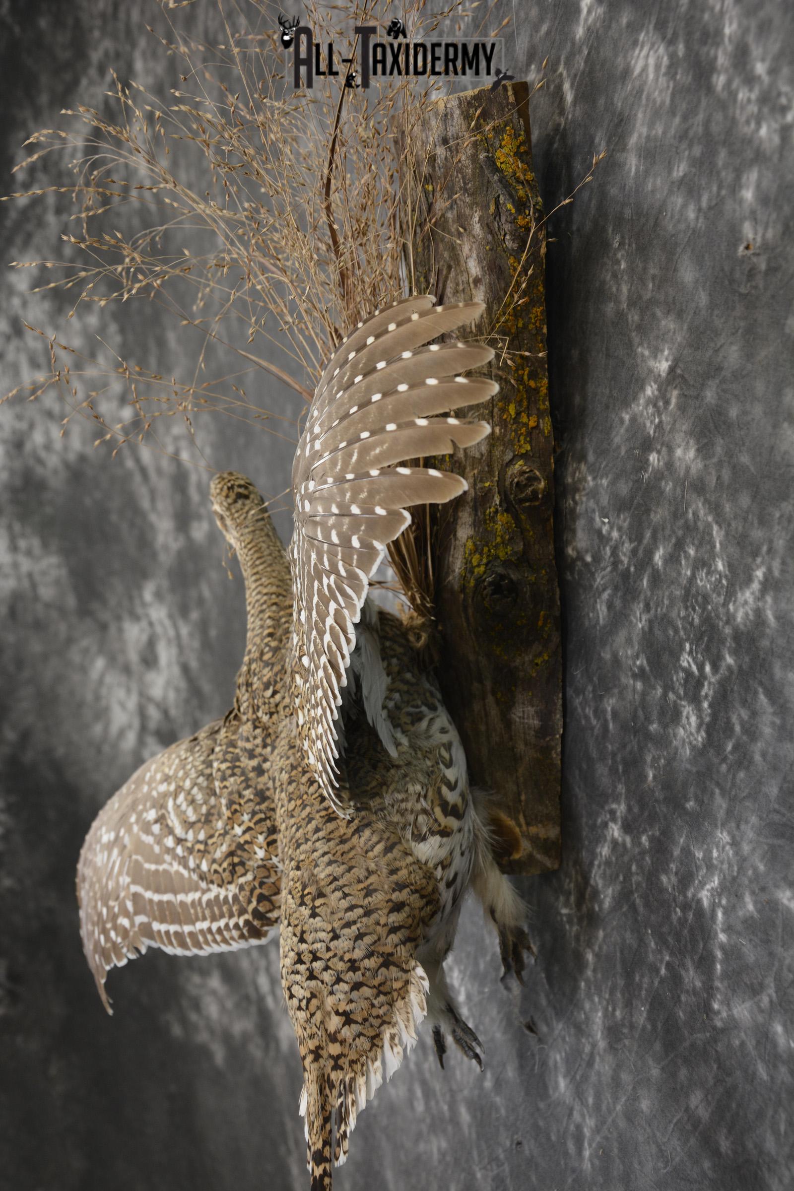 Sharptail Grouse taxidermy mount for sale SKU 1927 - Image 2