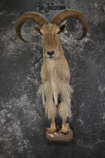 1/2 Body Aoudad taxidermy mount for sale SKU 1917