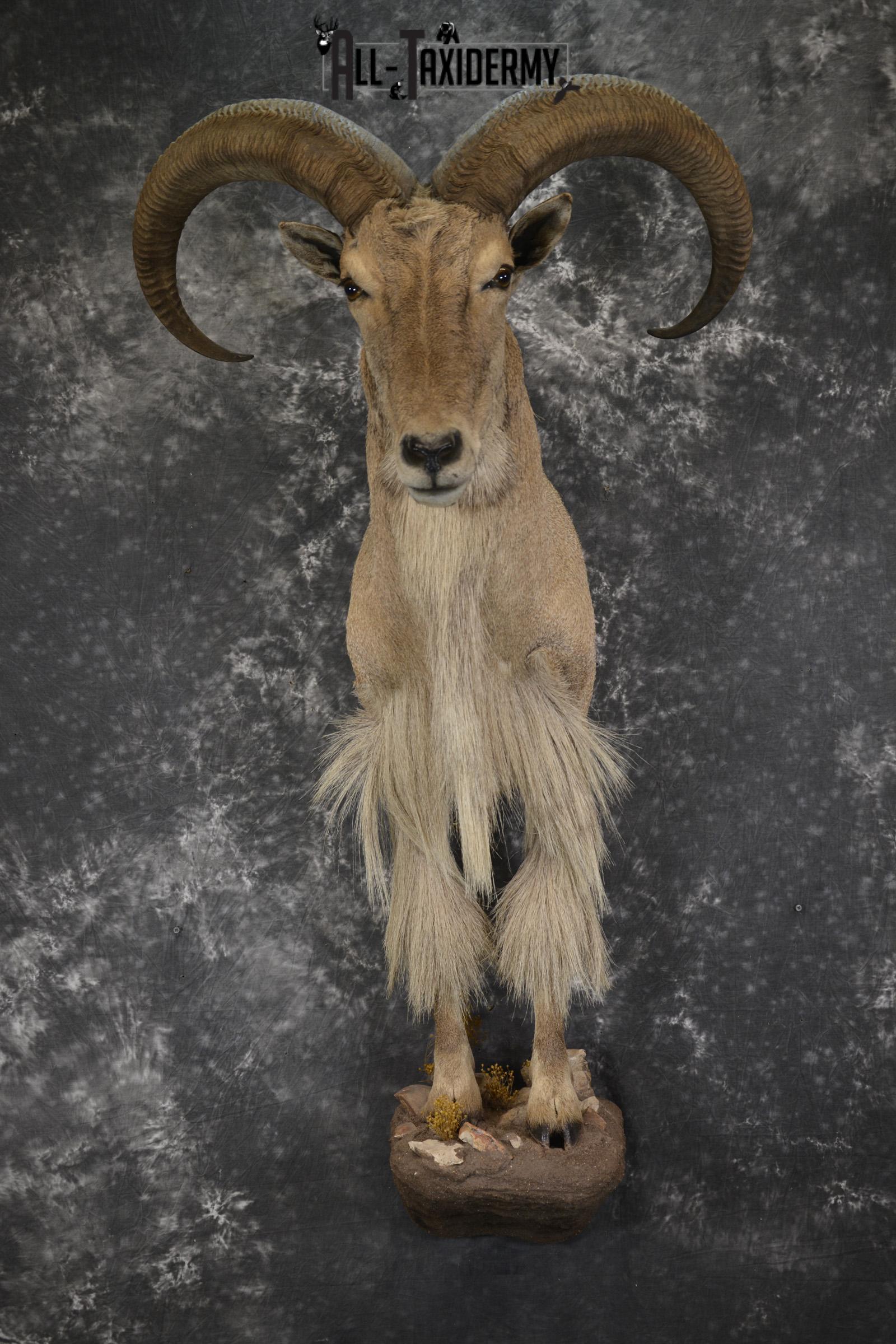 1/2 Body Aoudad taxidermy mount for sale SKU 1917