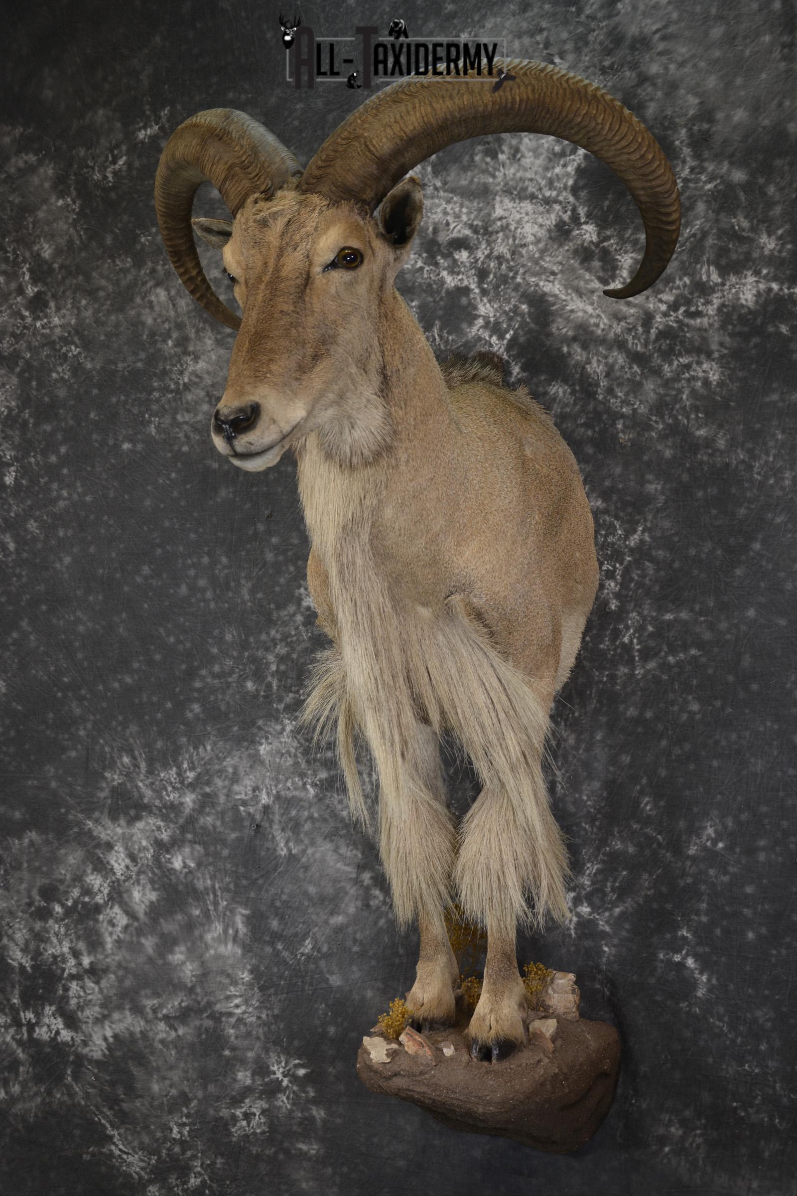 1/2 Body Aoudad taxidermy mount for sale SKU 1917 - Image 8
