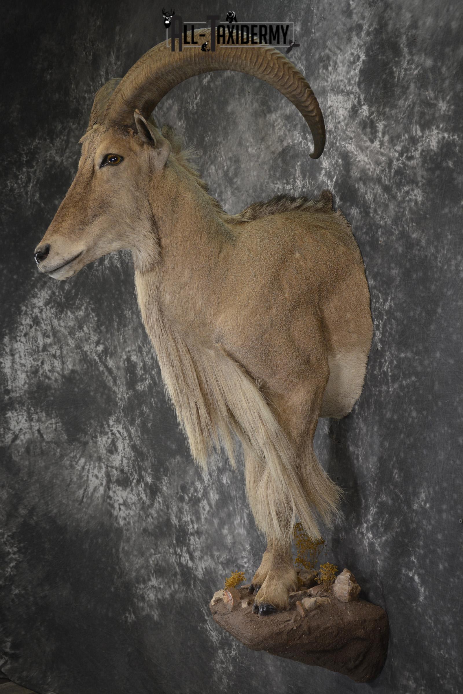 1/2 Body Aoudad taxidermy mount for sale SKU 1917 - Image 7