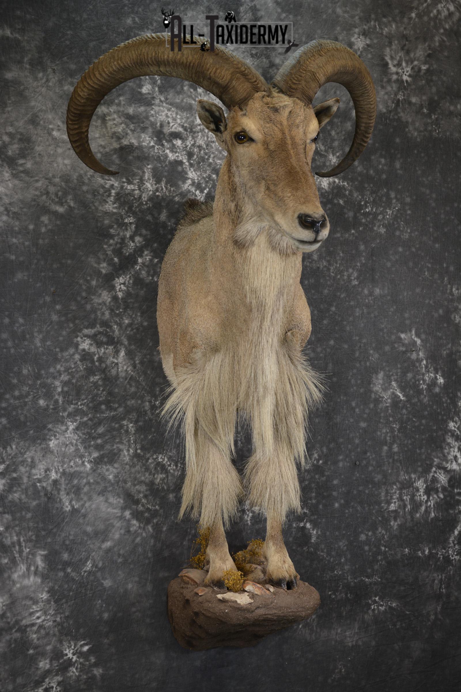 1/2 Body Aoudad taxidermy mount for sale SKU 1917 - Image 6