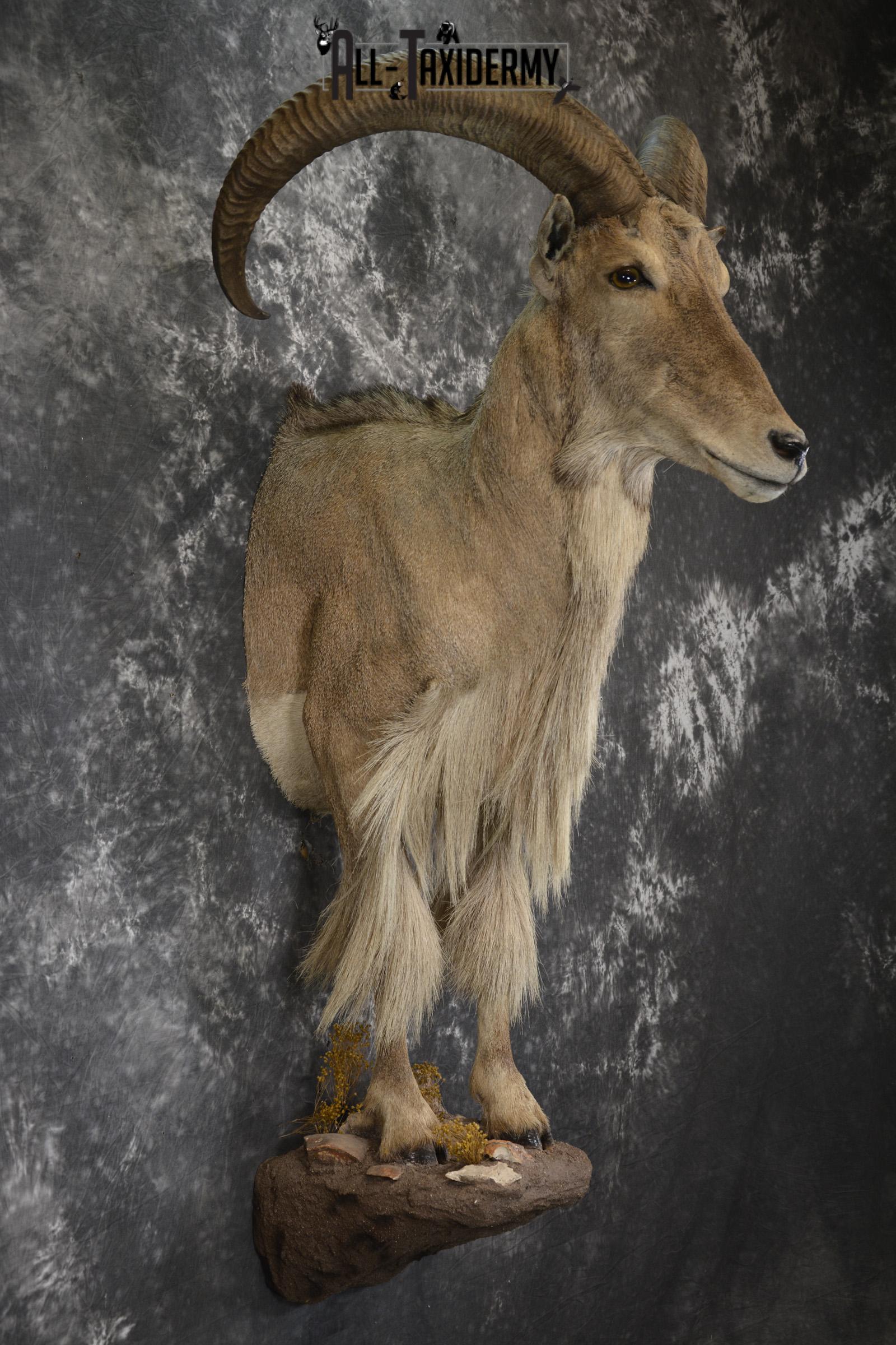 1/2 Body Aoudad taxidermy mount for sale SKU 1917 - Image 5