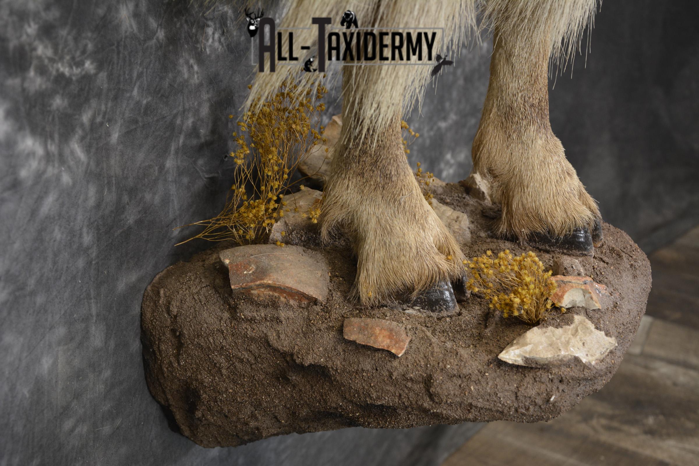 1/2 Body Aoudad taxidermy mount for sale SKU 1917 - Image 4