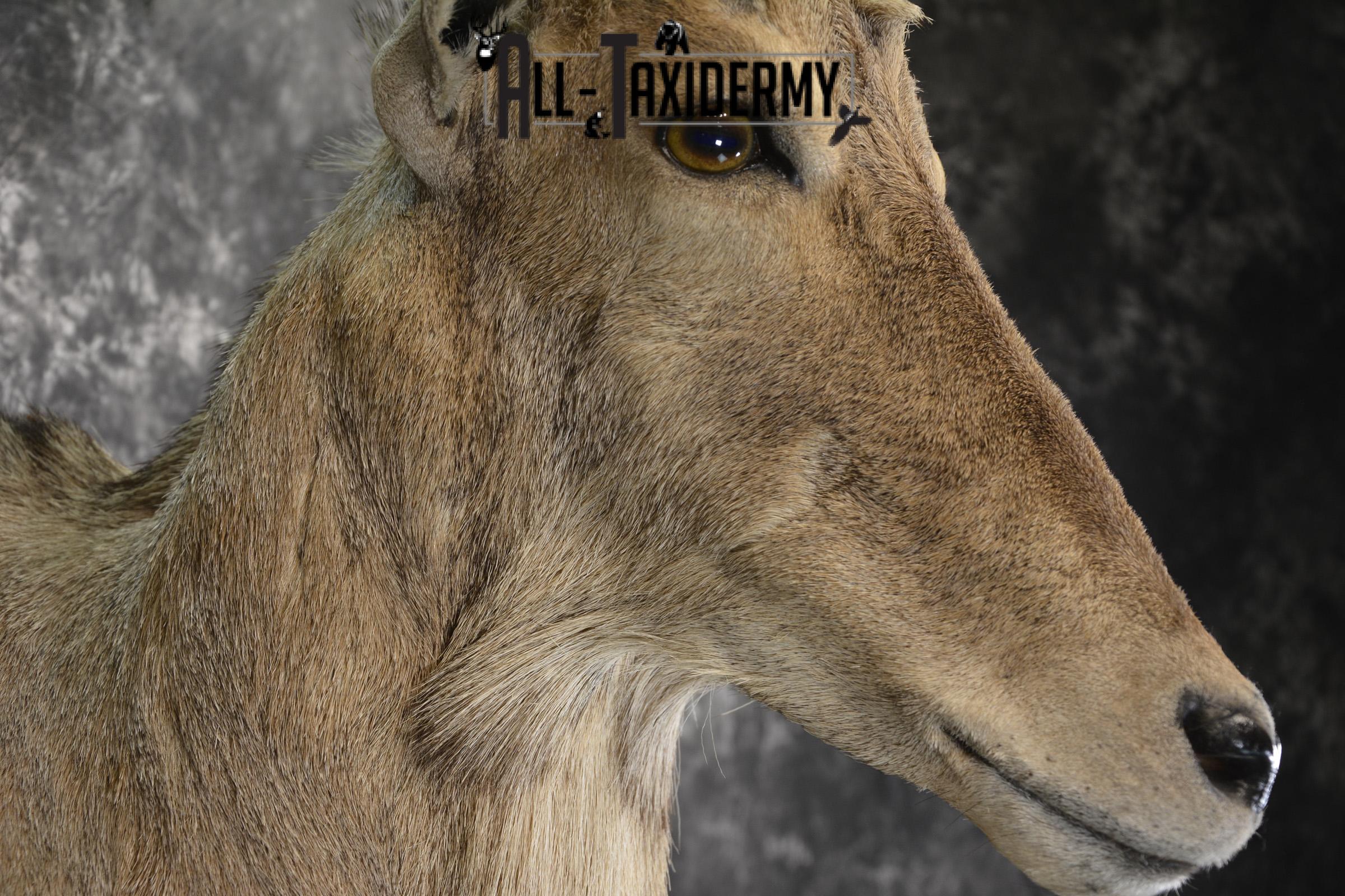 1/2 Body Aoudad taxidermy mount for sale SKU 1917 - Image 3