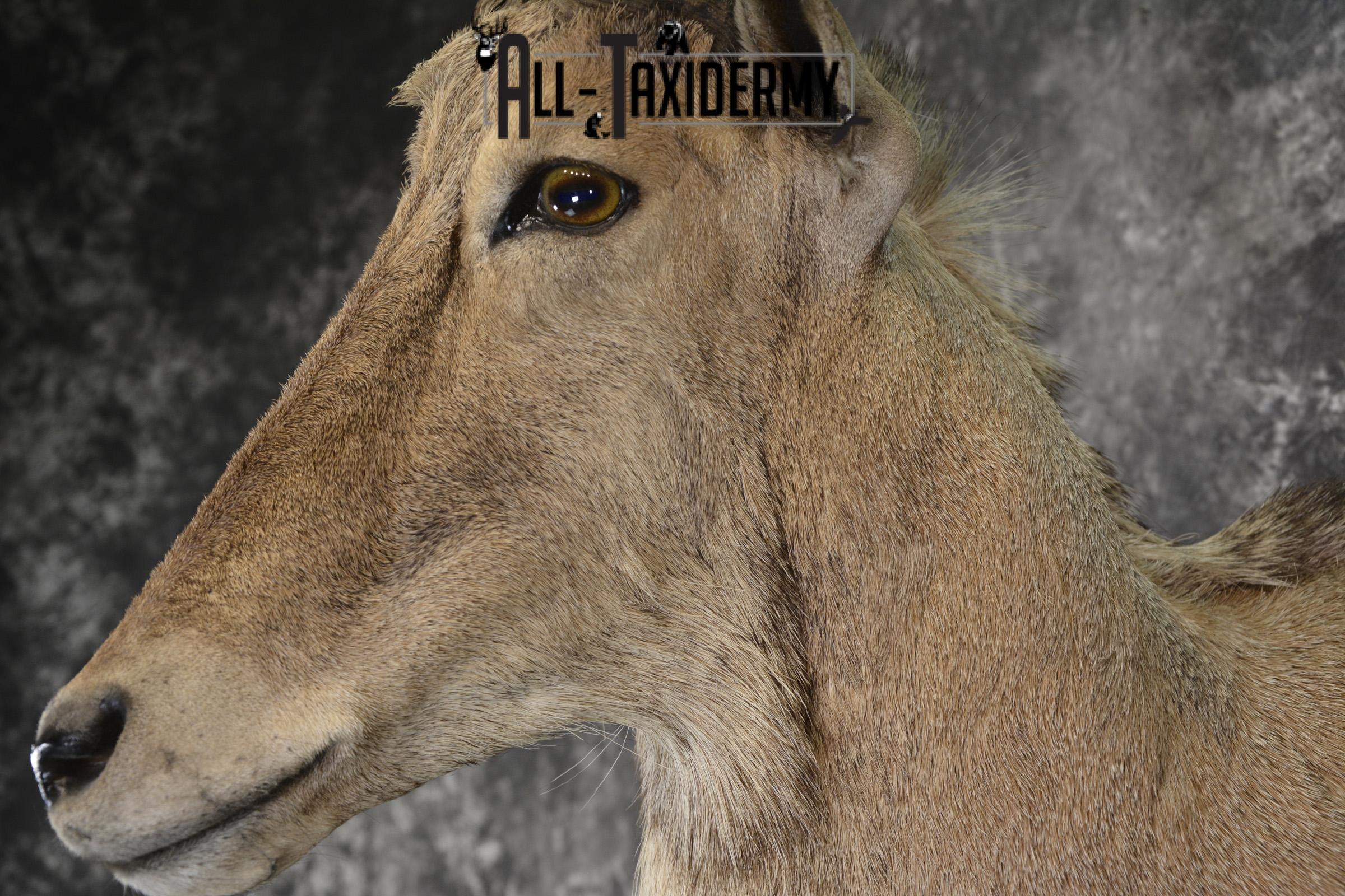 1/2 Body Aoudad taxidermy mount for sale SKU 1917 - Image 2