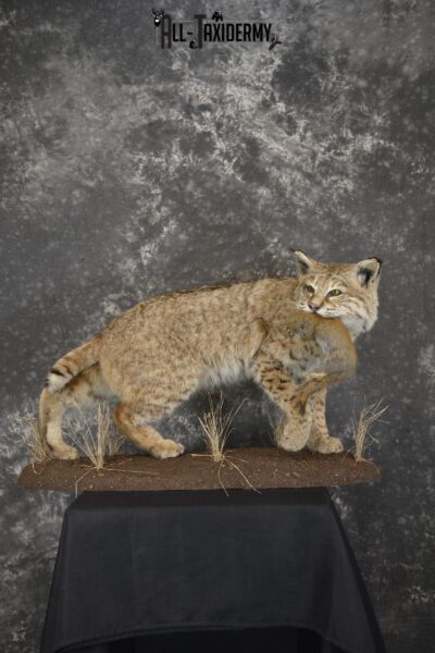 Bobcat with Red Squirrel in mouth taxidermy mount for sale SKU 1906