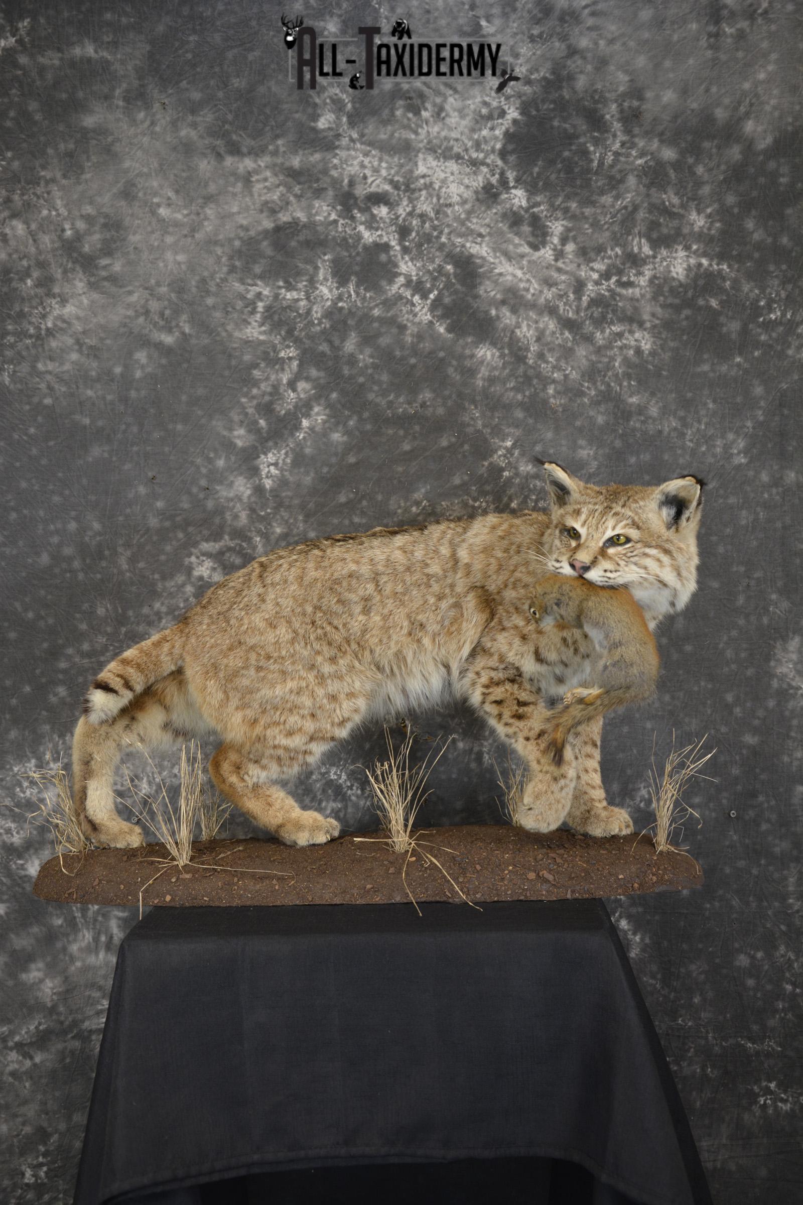 Bobcat with Red Squirrel in mouth taxidermy mount for sale SKU 1906