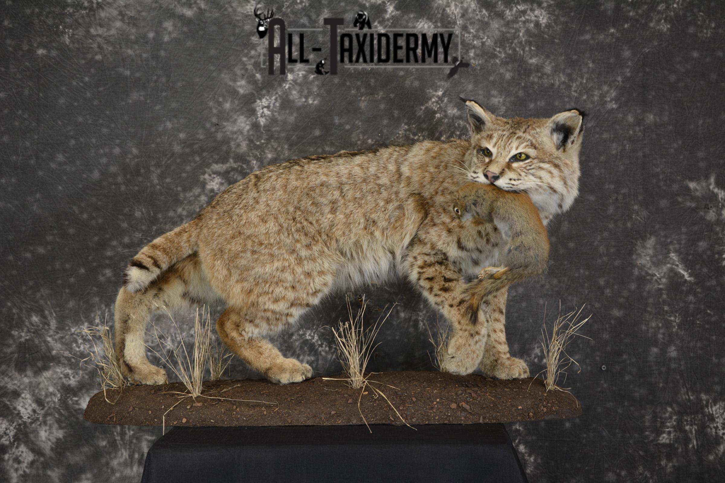 Bobcat with Red Squirrel in mouth taxidermy mount for sale SKU 1906 - Image 8