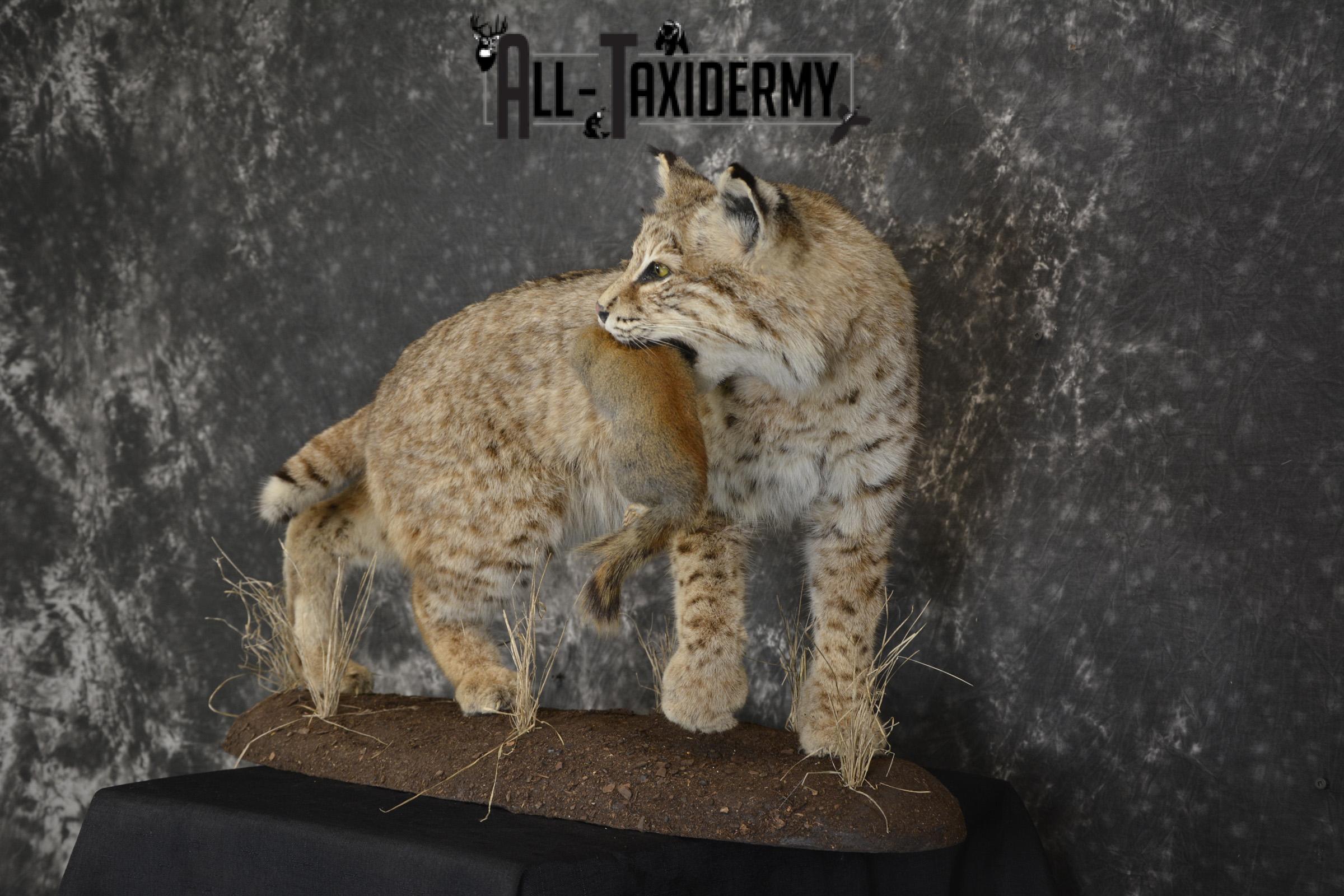 Bobcat with Red Squirrel in mouth taxidermy mount for sale SKU 1906 - Image 7