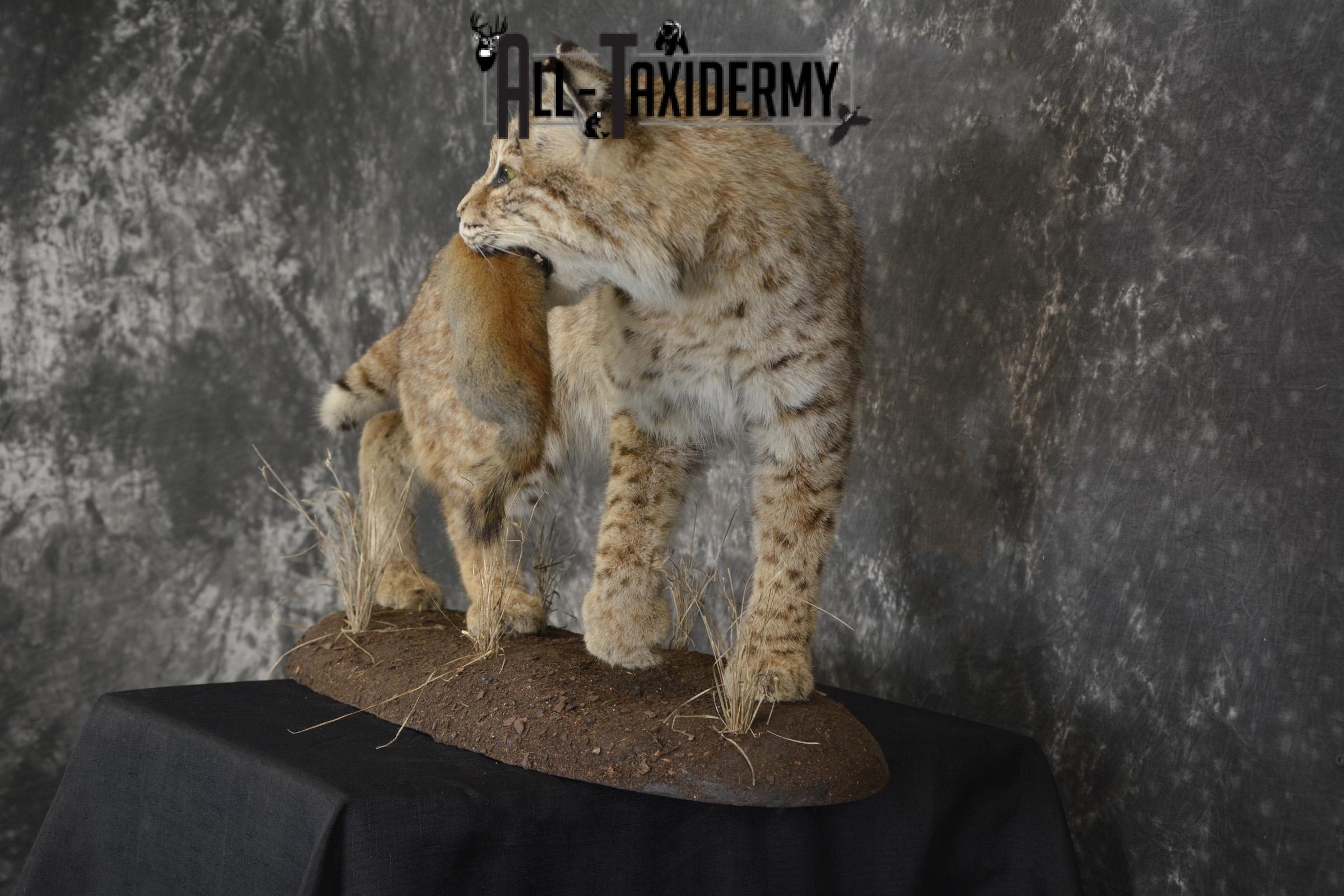 Bobcat with Red Squirrel in mouth taxidermy mount for sale SKU 1906 - Image 6