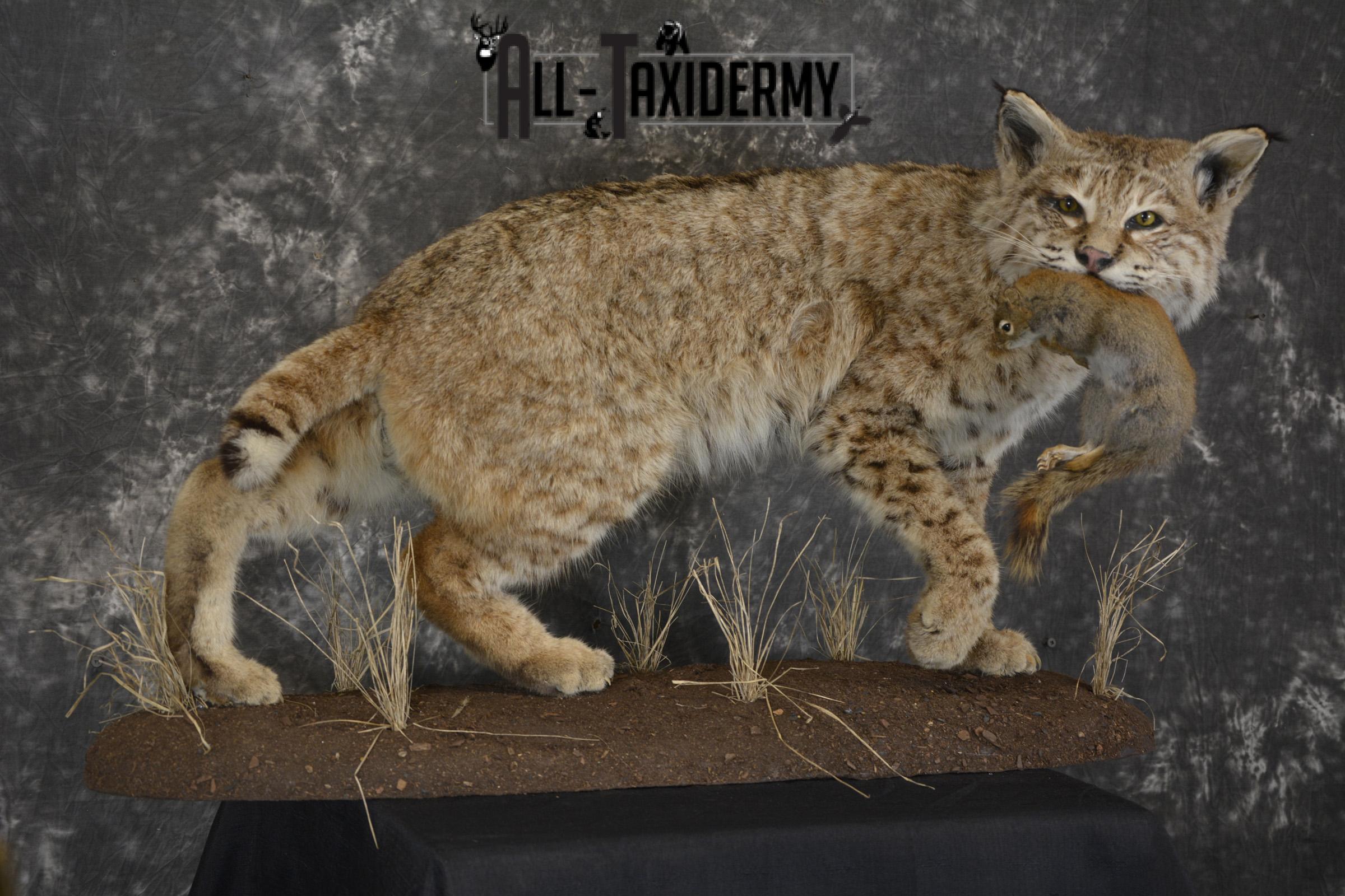 Bobcat with Red Squirrel in mouth taxidermy mount for sale SKU 1906 - Image 5