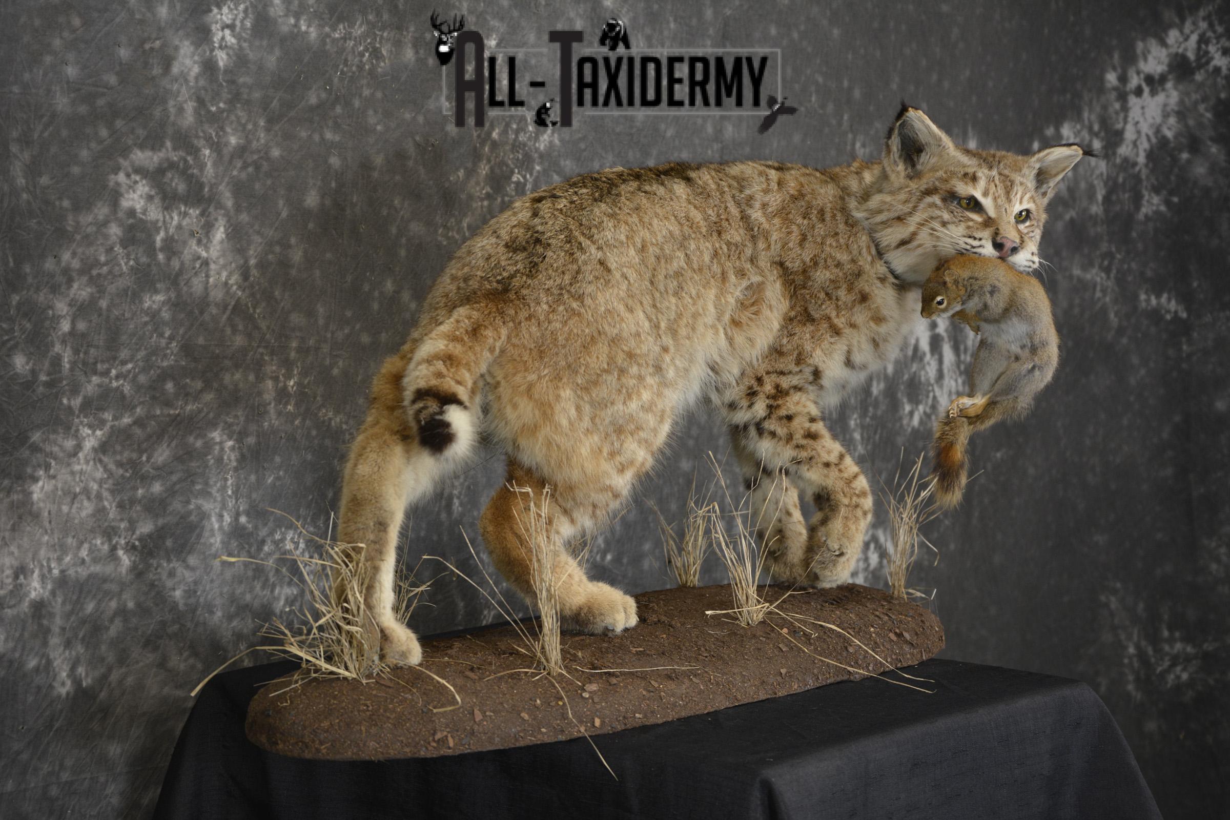 Bobcat with Red Squirrel in mouth taxidermy mount for sale SKU 1906