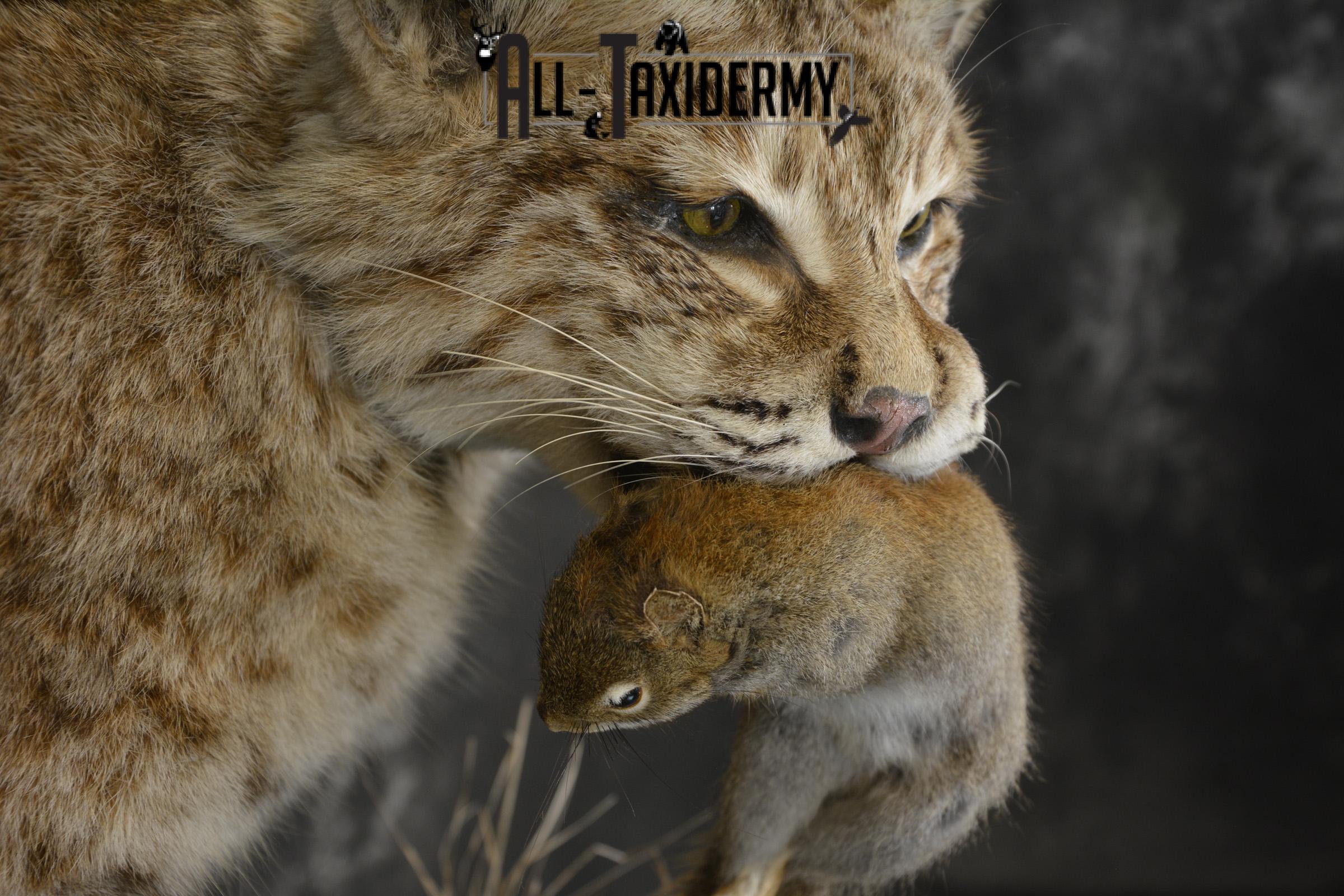 Bobcat with Red Squirrel in mouth taxidermy mount for sale SKU 1906 - Image 3