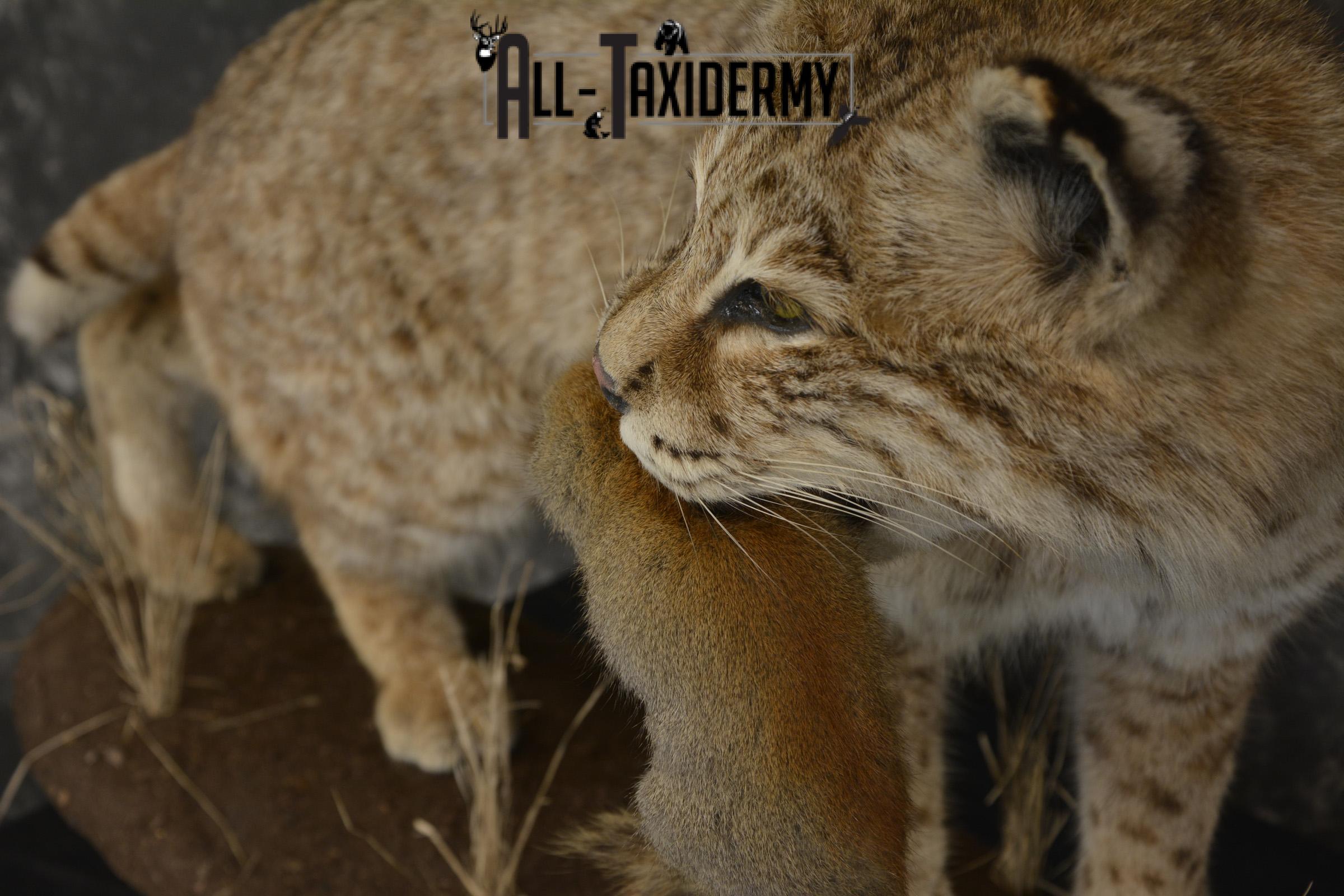 Bobcat with Red Squirrel in mouth taxidermy mount for sale SKU 1906 - Image 2