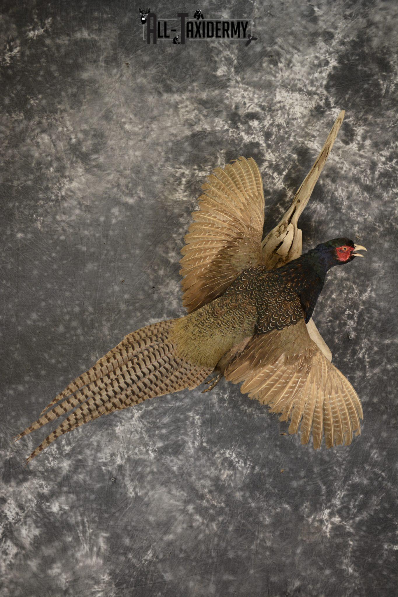 Black Pheasant taxidermy mount for sale SKU 1914 - All Taxidermy