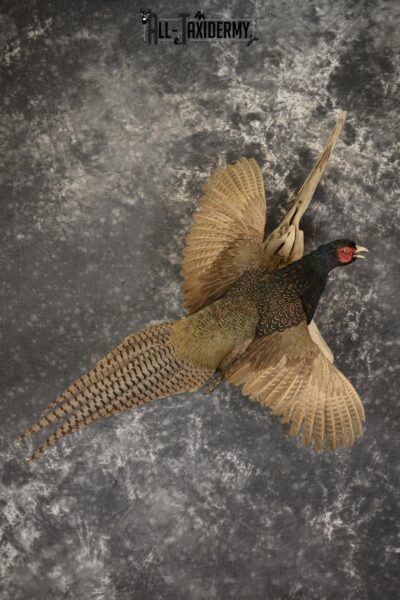 Black Pheasant taxidermy mount for sale SKU 1914