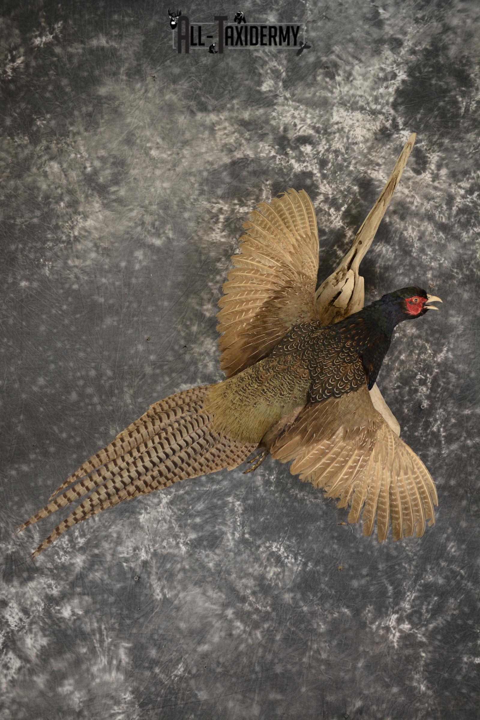 Black Pheasant taxidermy mount for sale SKU 1914
