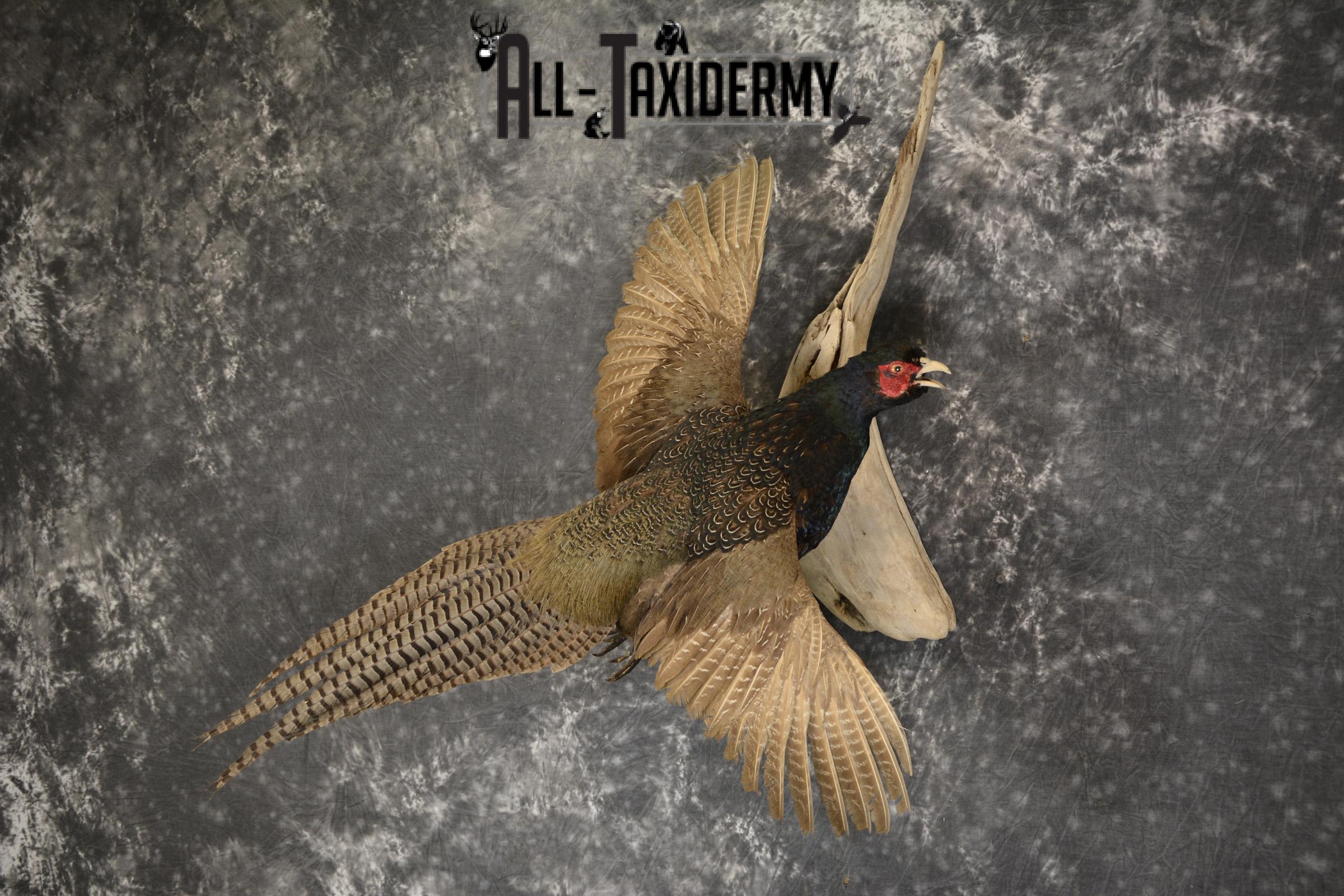 Black Pheasant taxidermy mount for sale SKU 1914 - Image 5