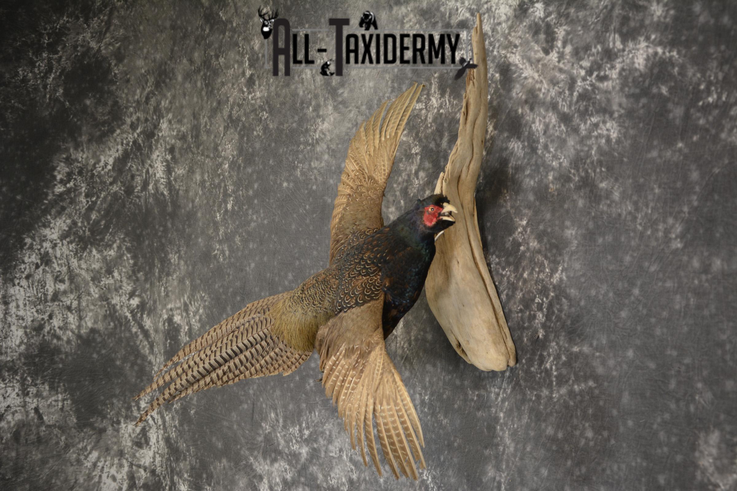 Black Pheasant taxidermy mount for sale SKU 1914 - Image 4
