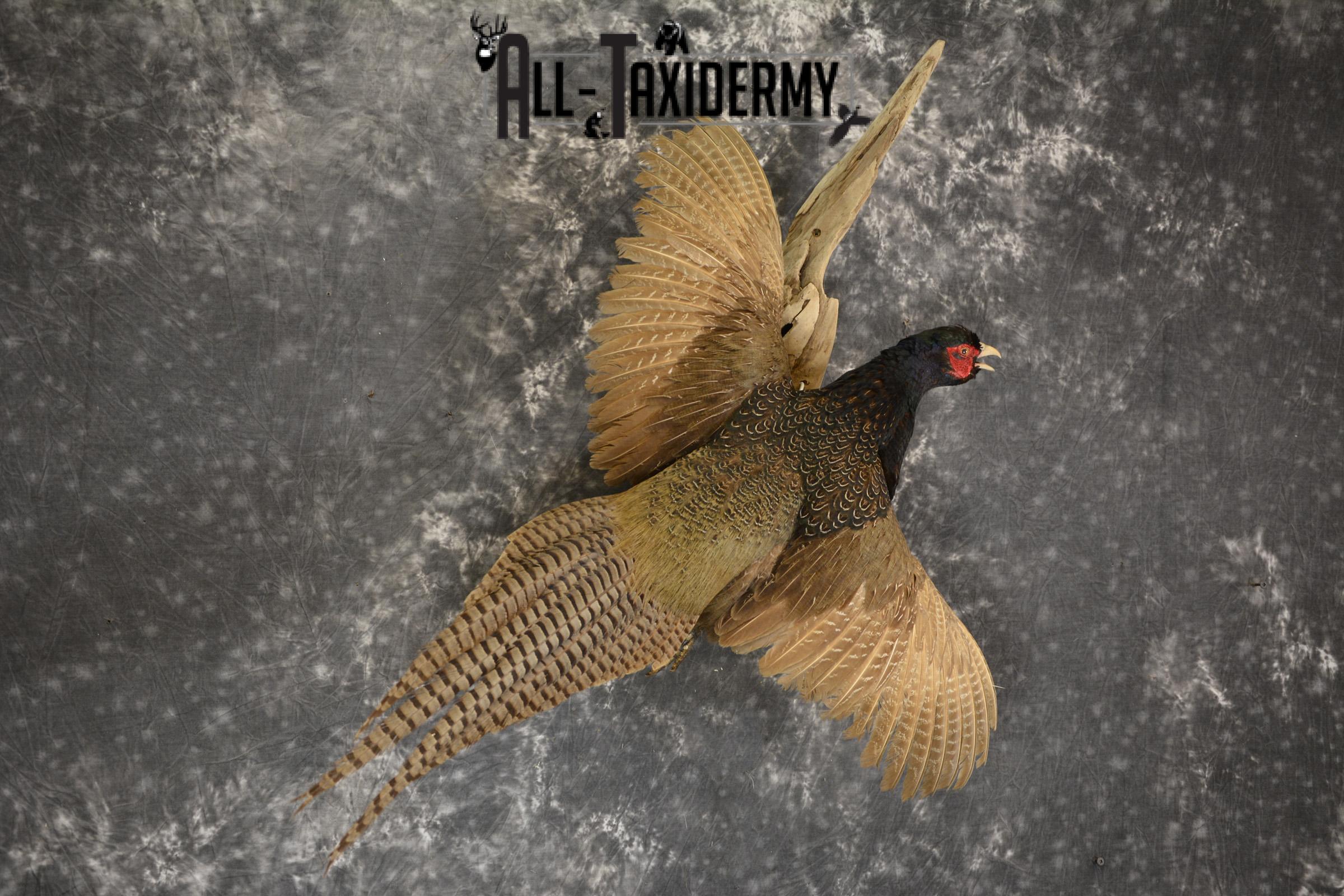 Black Pheasant taxidermy mount for sale SKU 1914 - Image 3