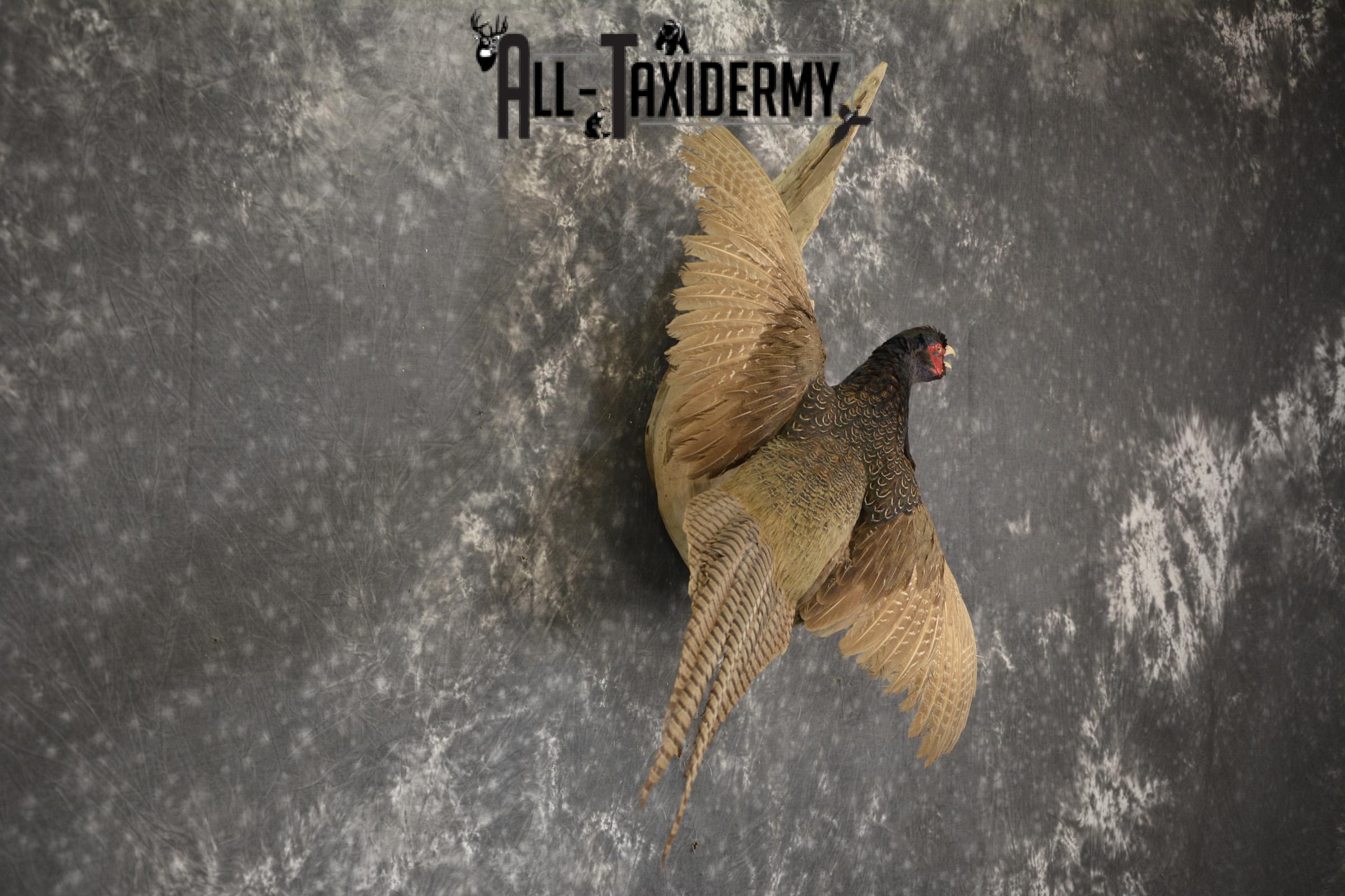 Black Pheasant taxidermy mount for sale SKU 1914 - Image 2