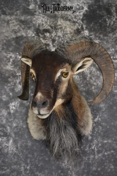 Mouflon taxidermy shoulder mount for sale SKU 1889
