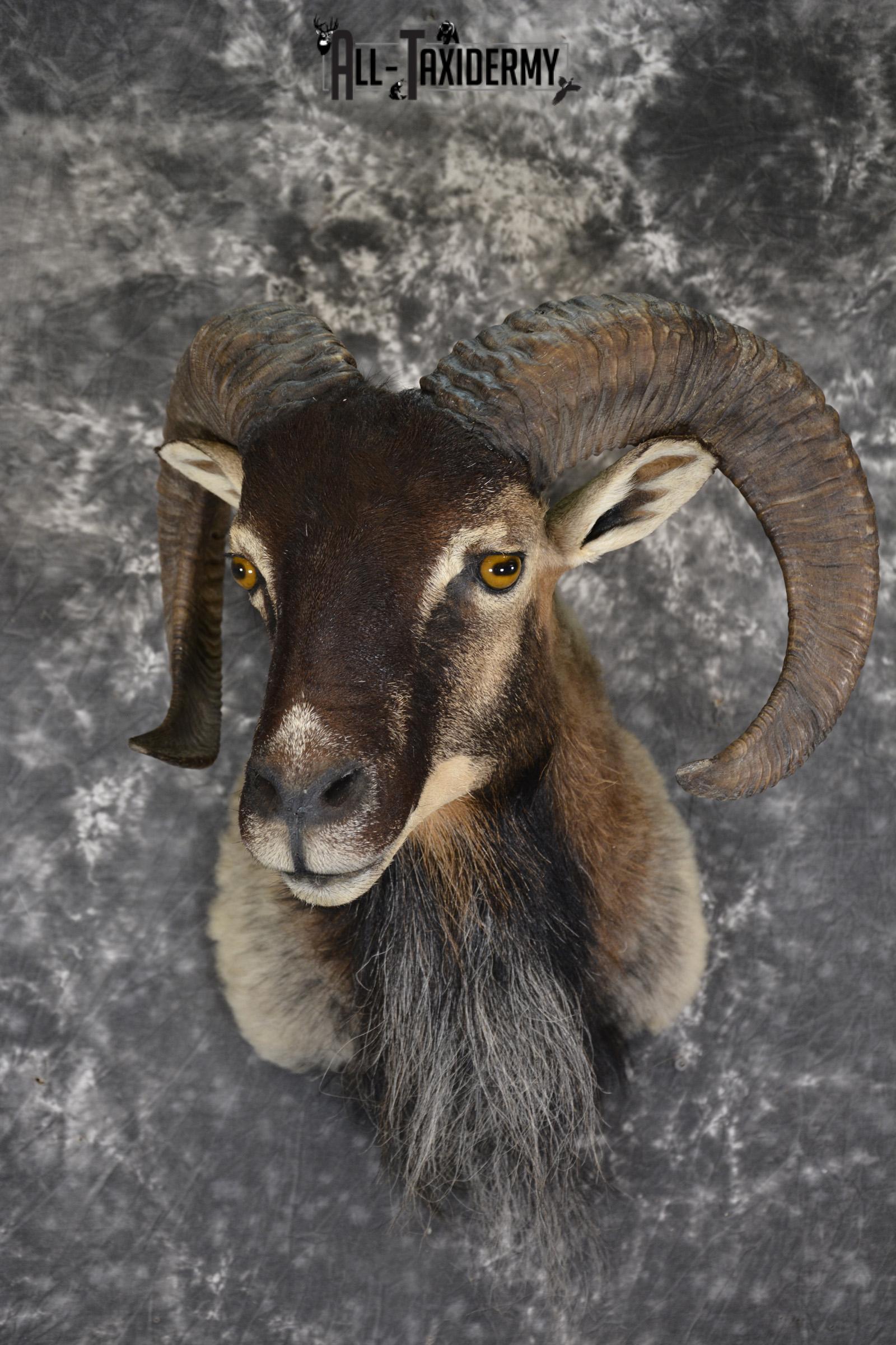 Mouflon taxidermy shoulder mount for sale SKU 1889