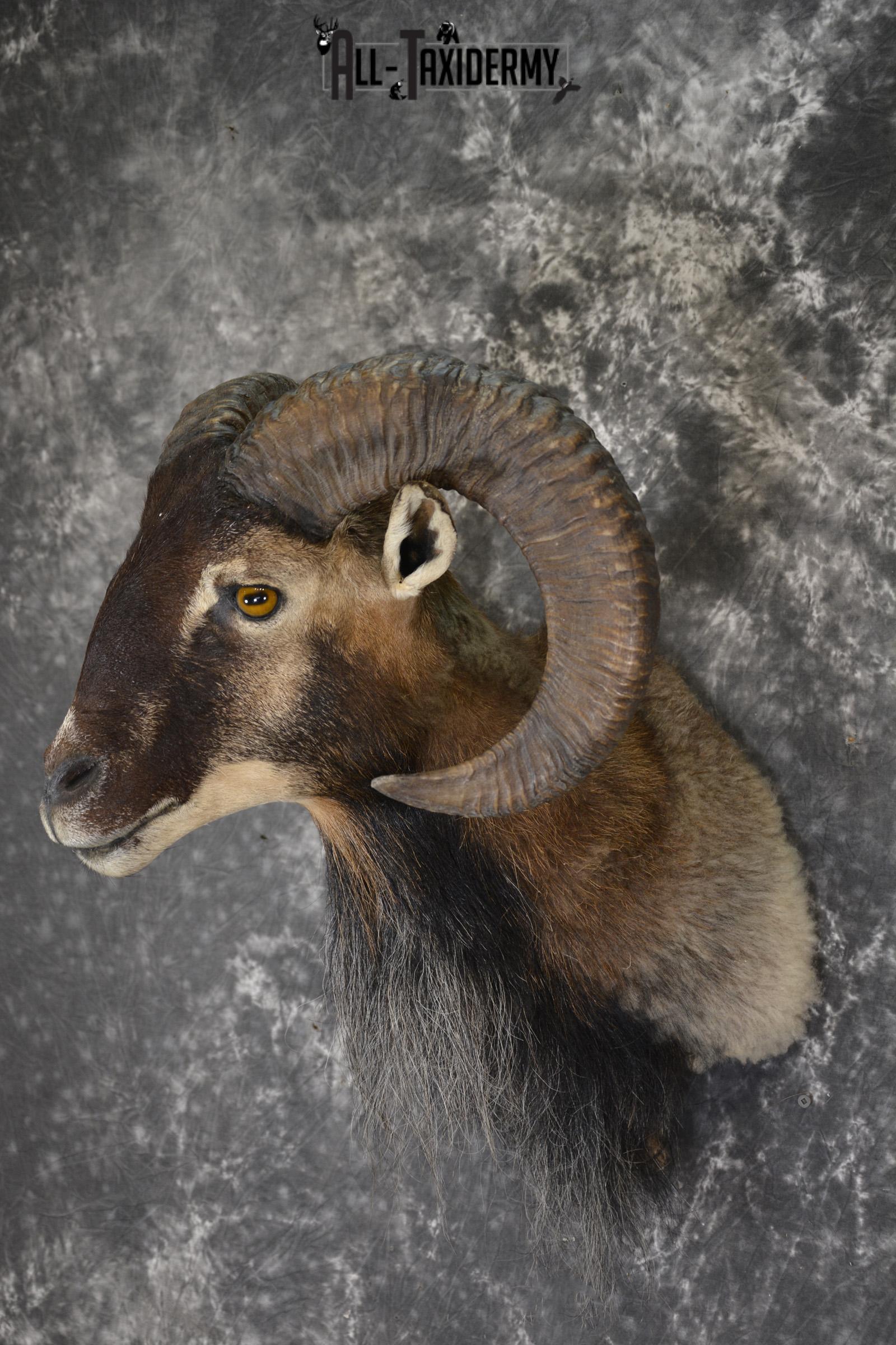 Mouflon taxidermy shoulder mount for sale SKU 1889 - Image 5