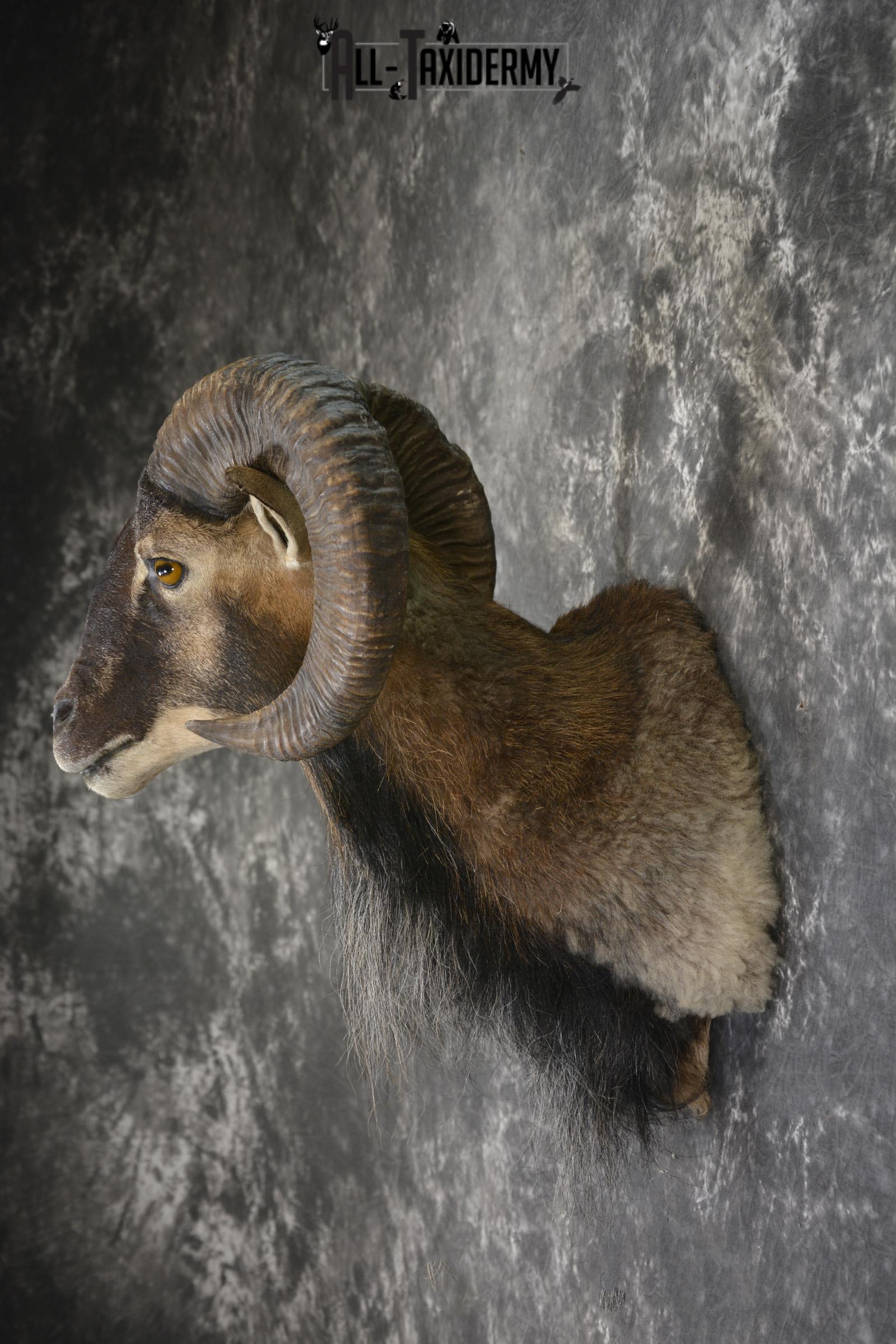 Mouflon taxidermy shoulder mount for sale SKU 1889 - Image 4