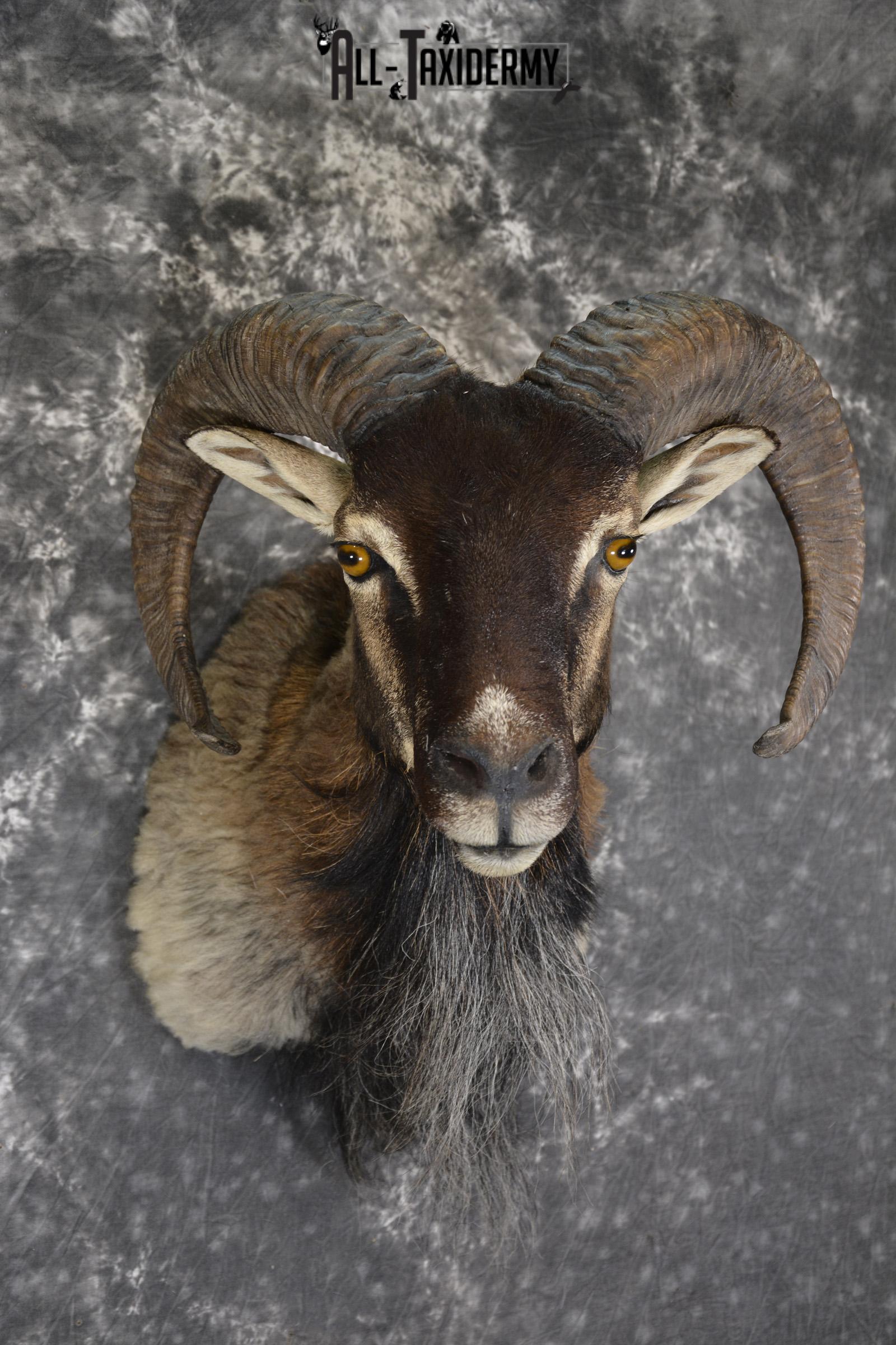 Mouflon taxidermy shoulder mount for sale SKU 1889 - Image 3