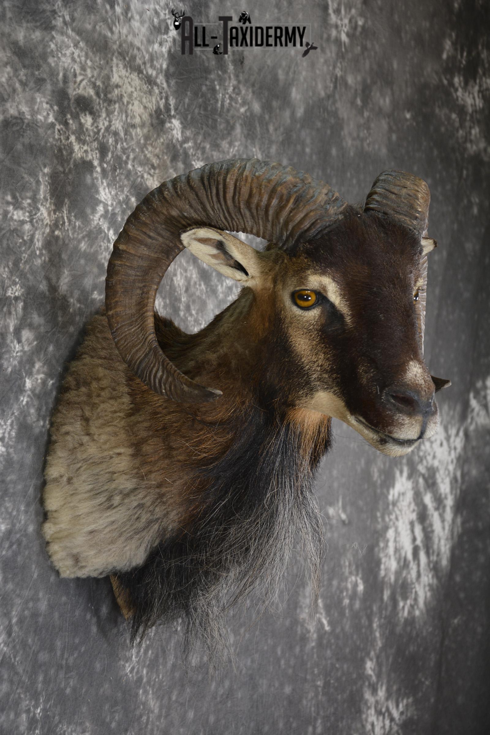 Mouflon taxidermy shoulder mount for sale SKU 1889 - Image 2