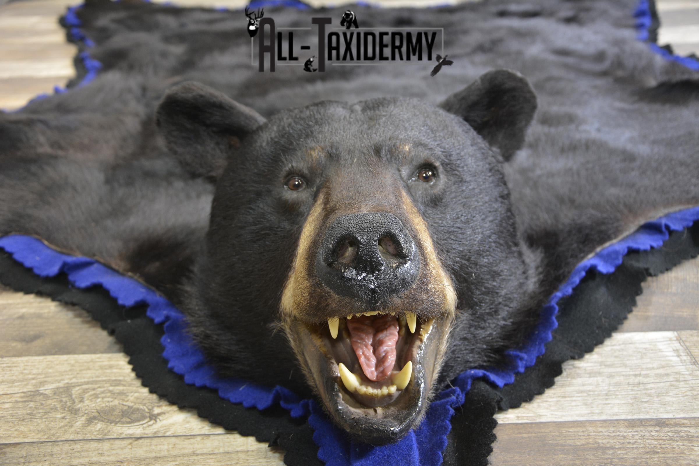 Black Bear taxidermy rug for sale SKU 1925 - Image 9