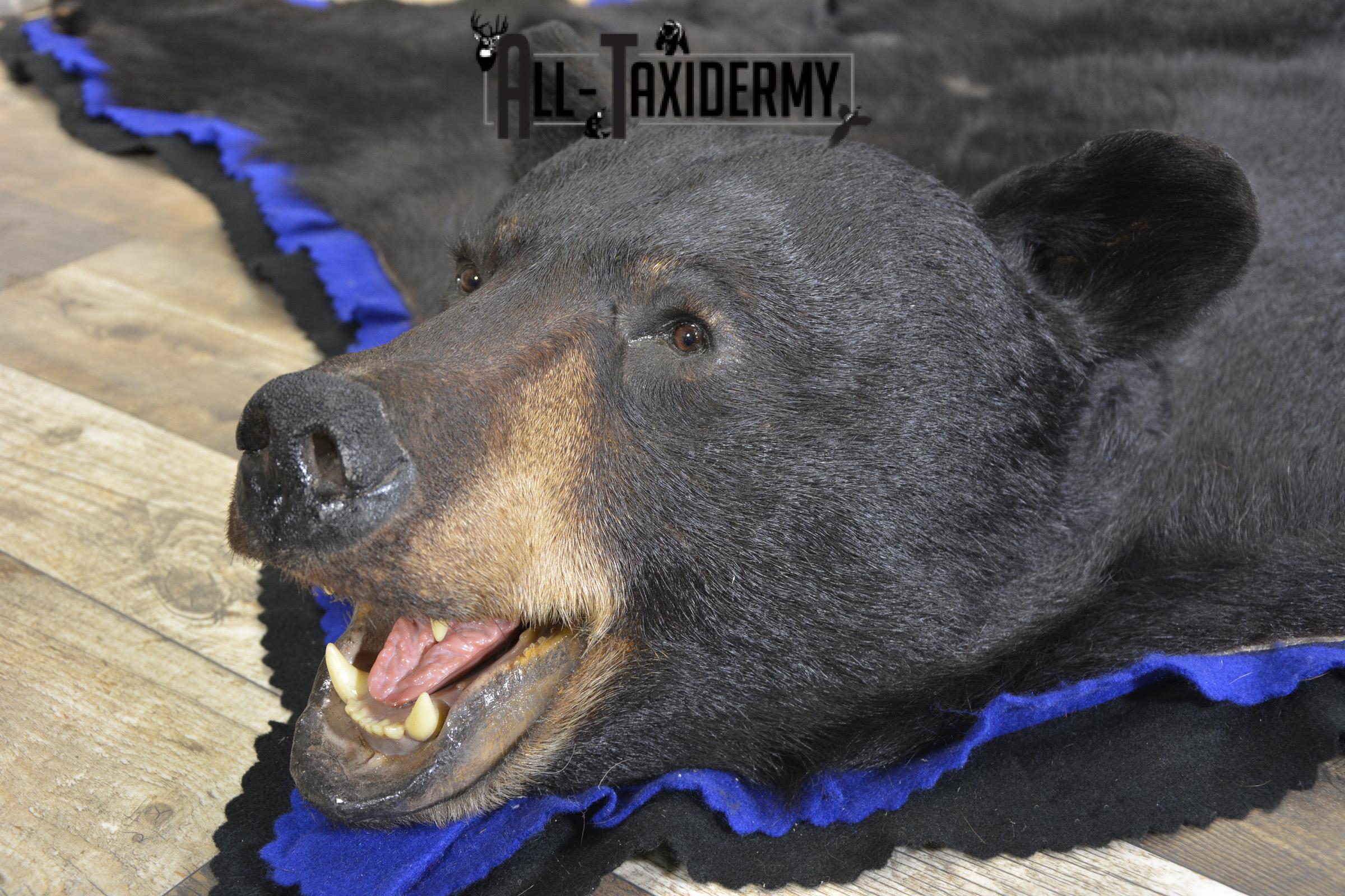 Black Bear taxidermy rug for sale SKU 1925 - Image 7