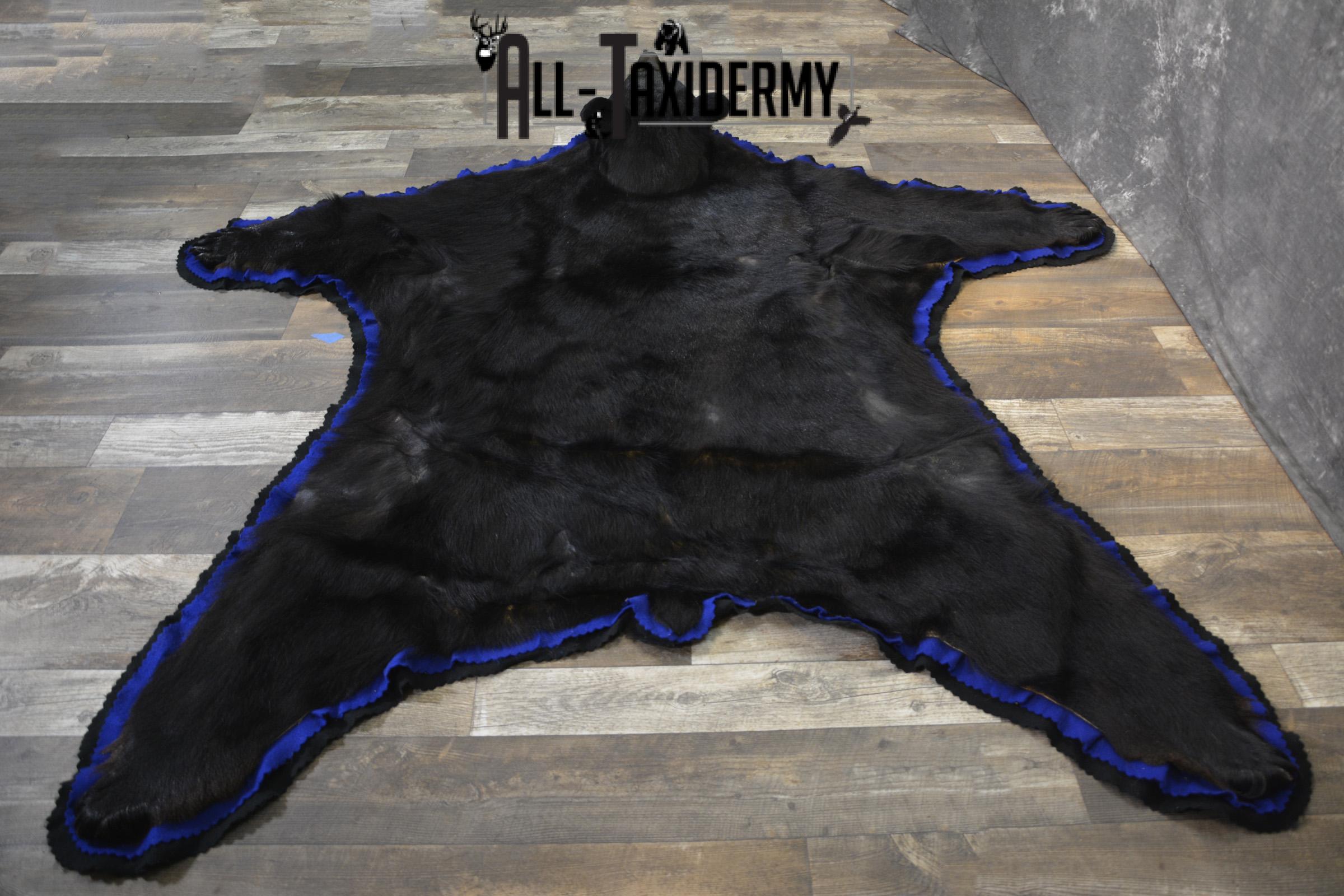 Black Bear taxidermy rug for sale SKU 1925 - Image 4