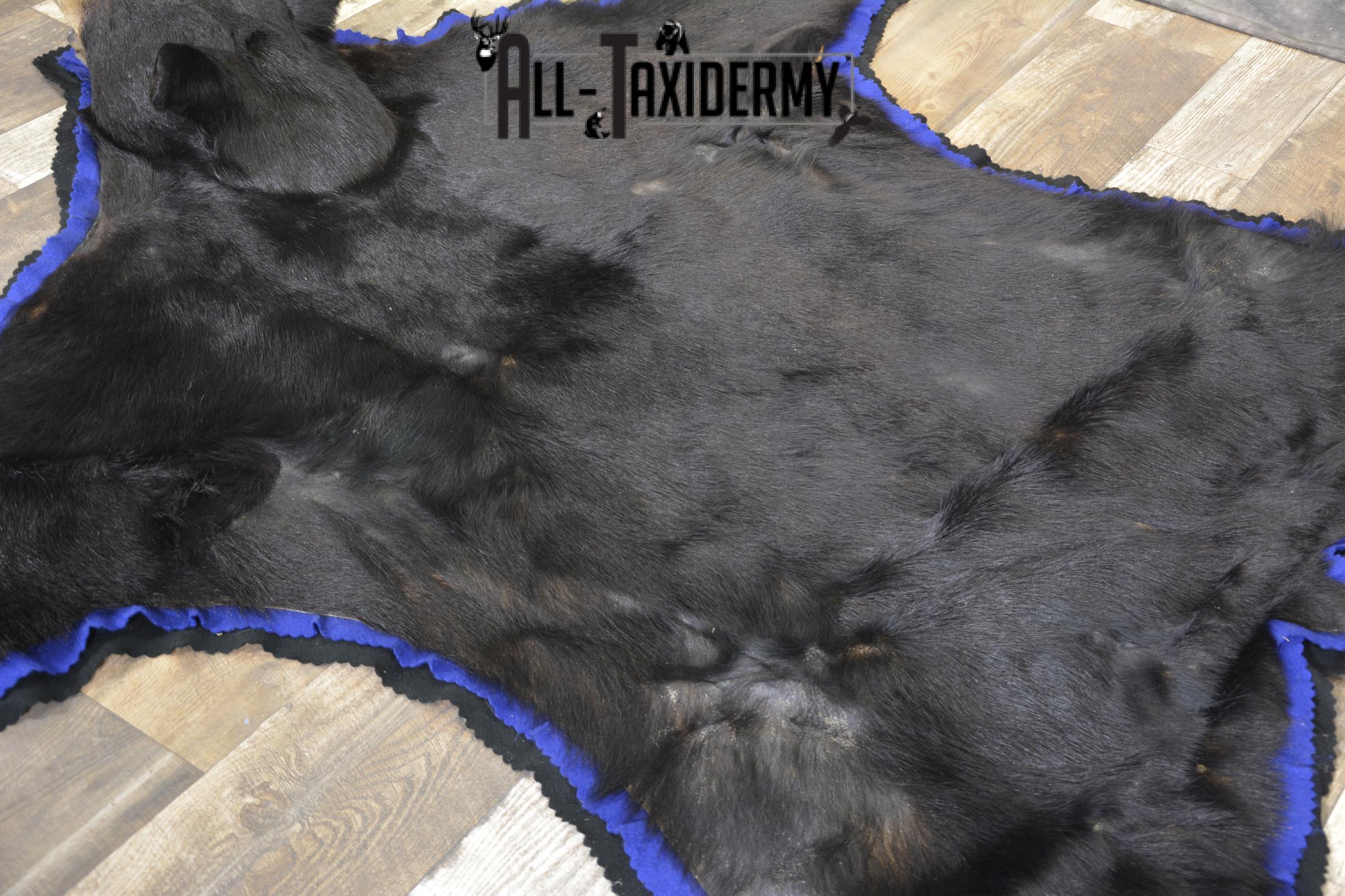 Black Bear taxidermy rug for sale SKU 1925 - Image 3