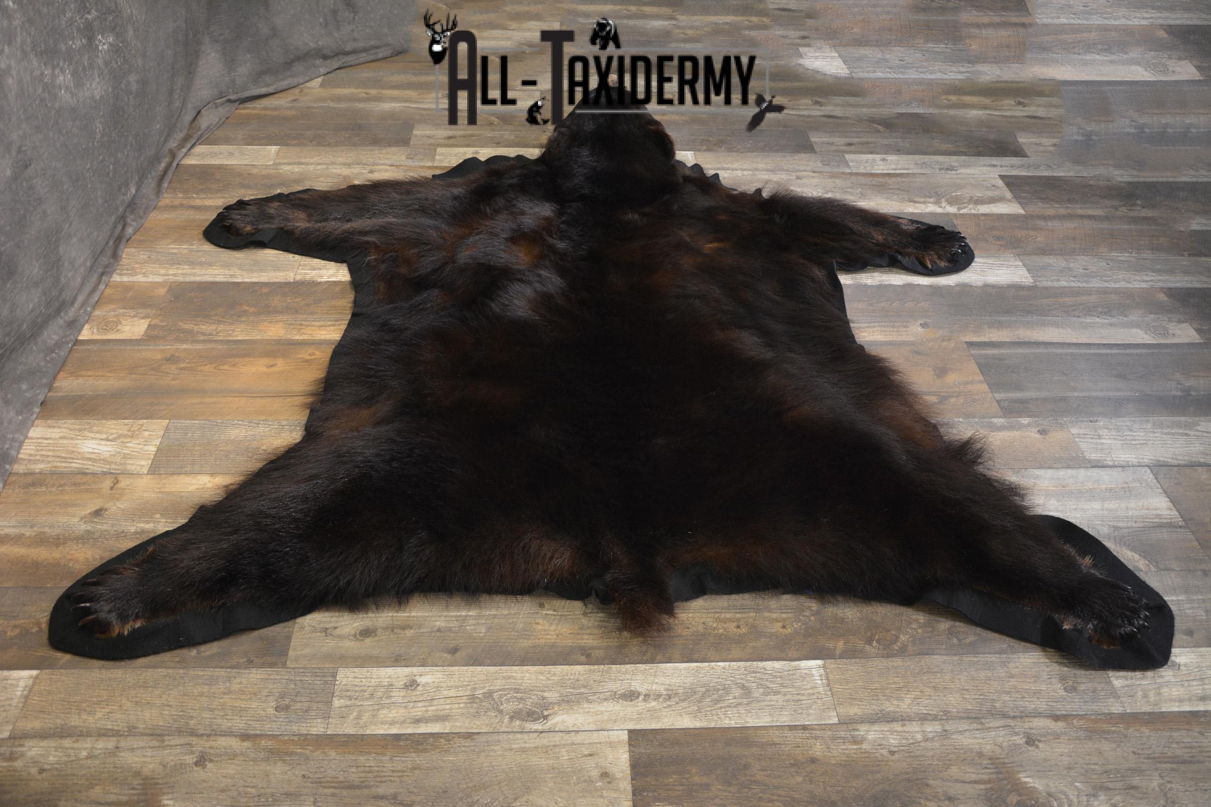 Black Bear taxidermy rug for sale SKU 1924 - Image 7
