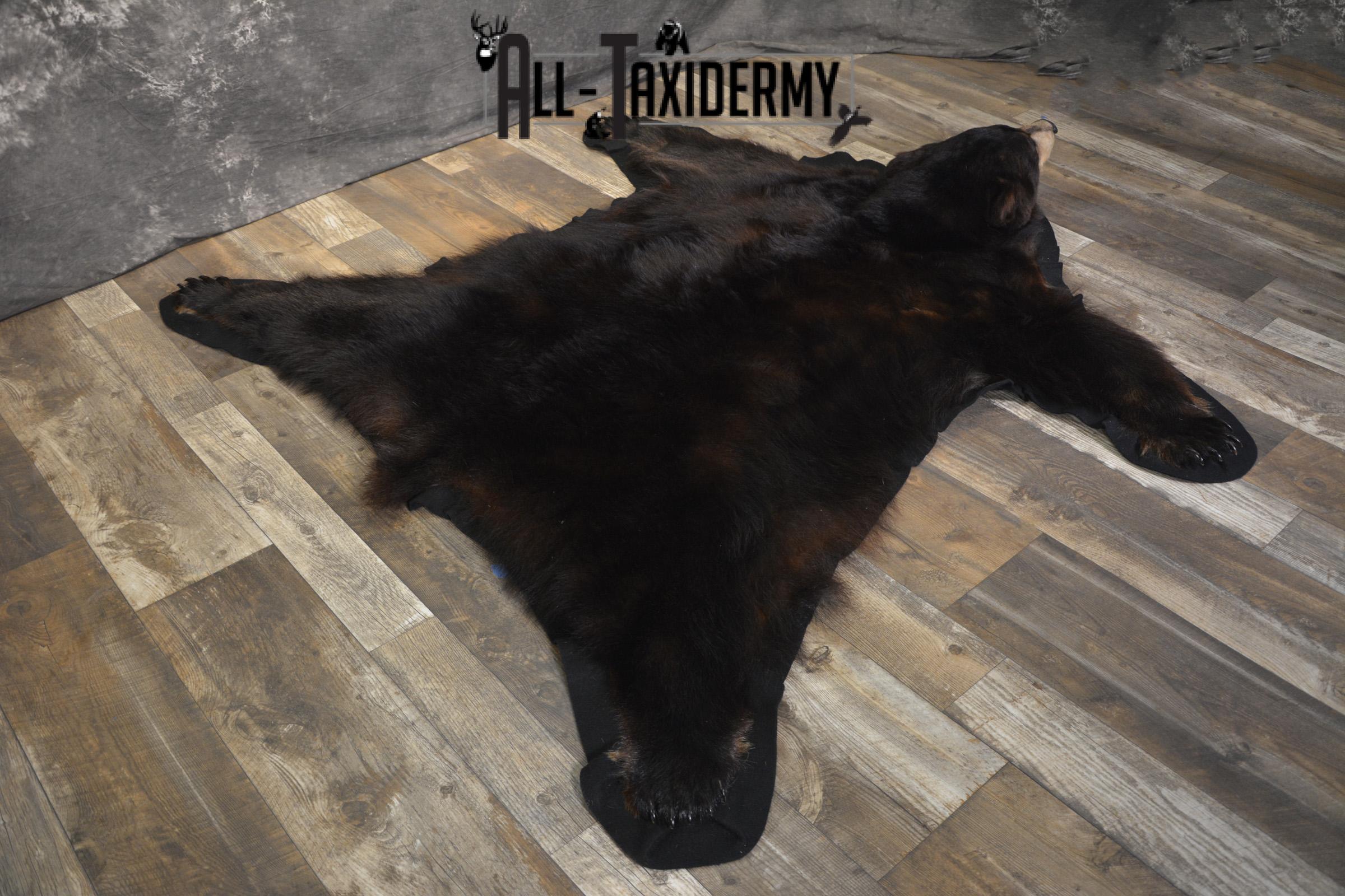 Black Bear taxidermy rug for sale SKU 1924 - Image 6