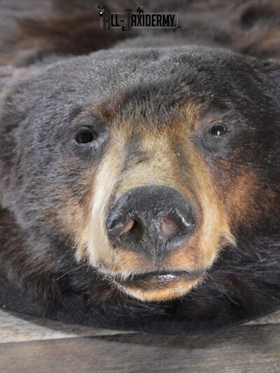 Black Bear taxidermy rug for sale SKU 1924