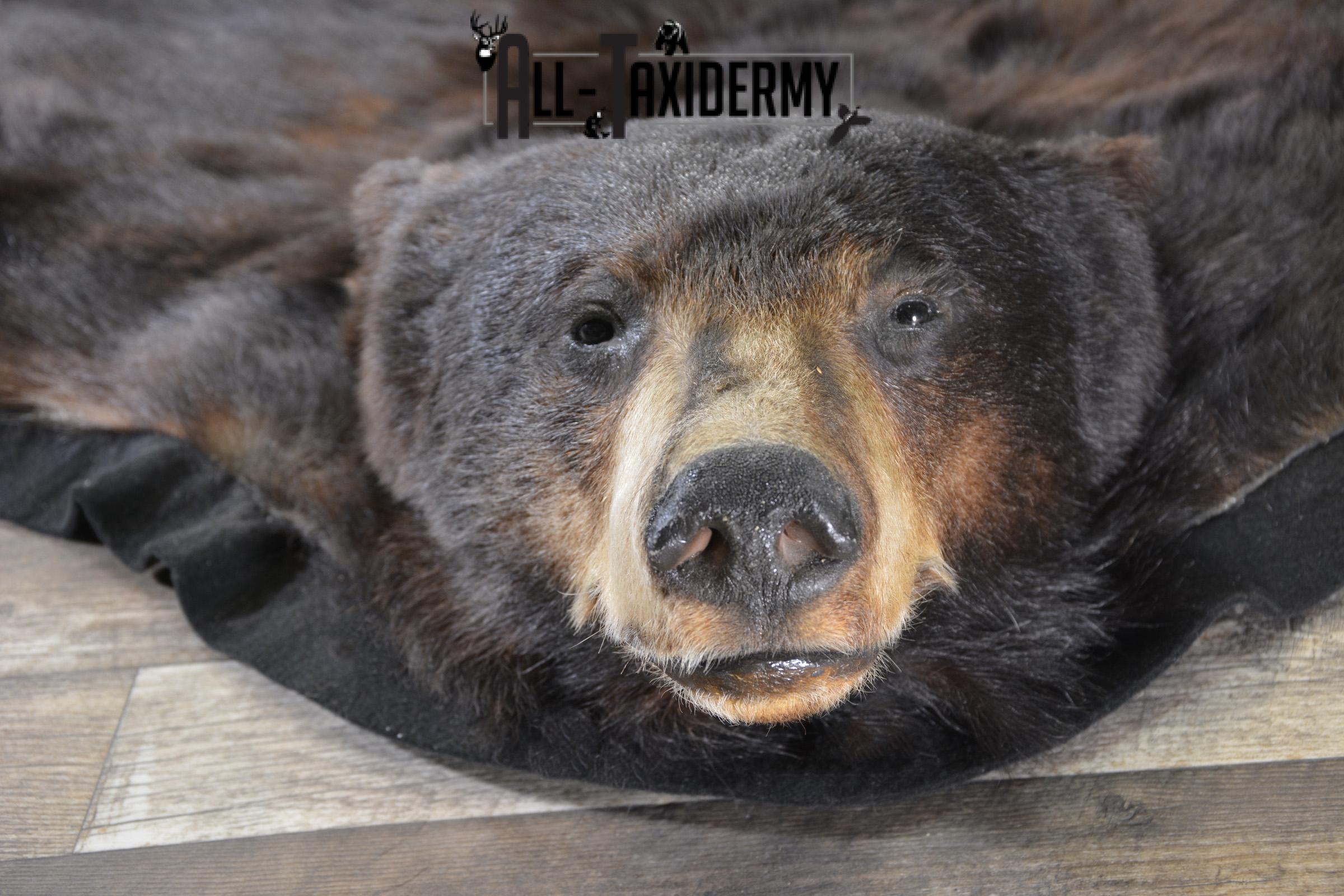 Black Bear taxidermy rug for sale SKU 1924 - Image 4