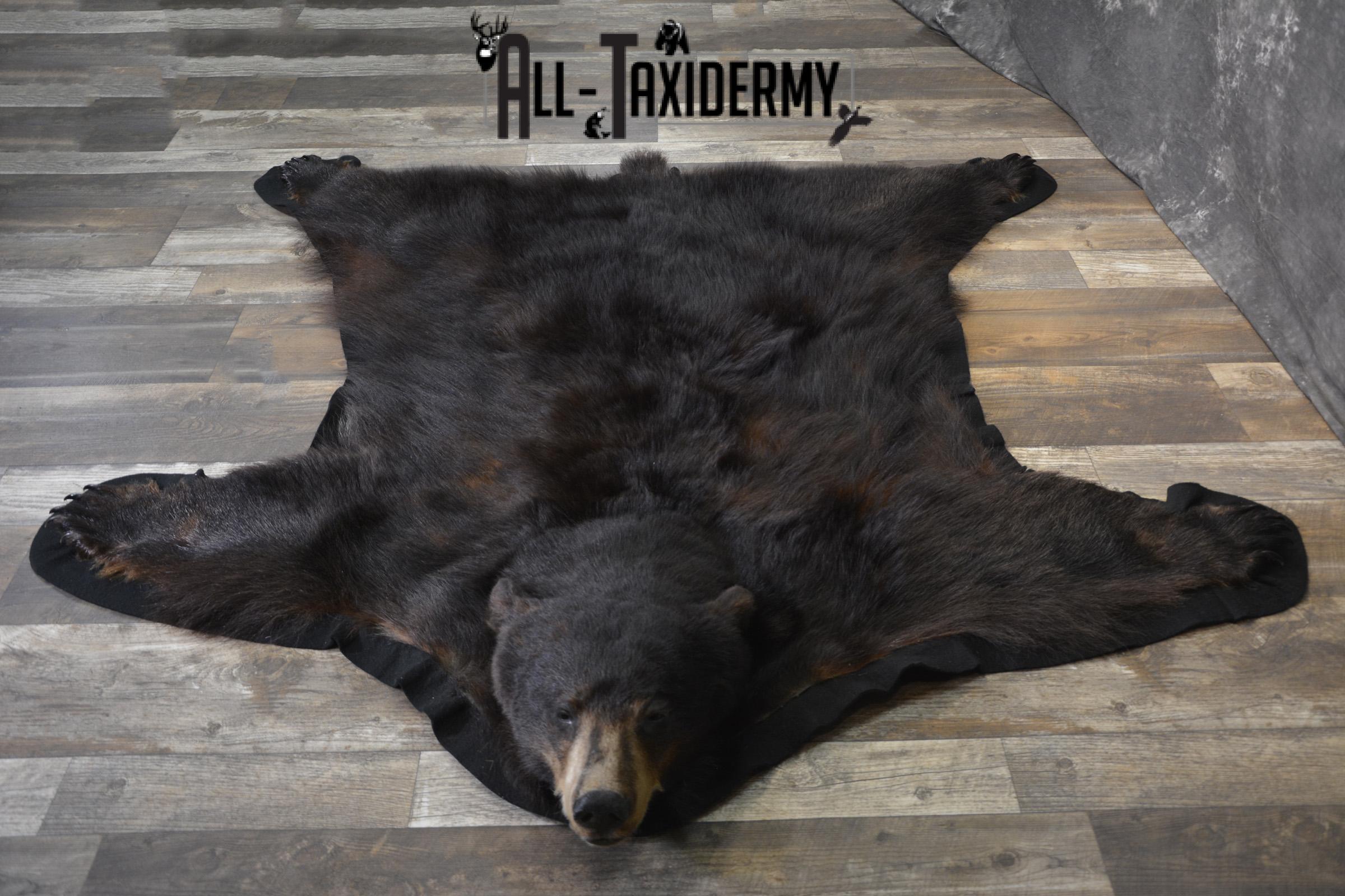 Black Bear taxidermy rug for sale SKU 1924 - Image 3