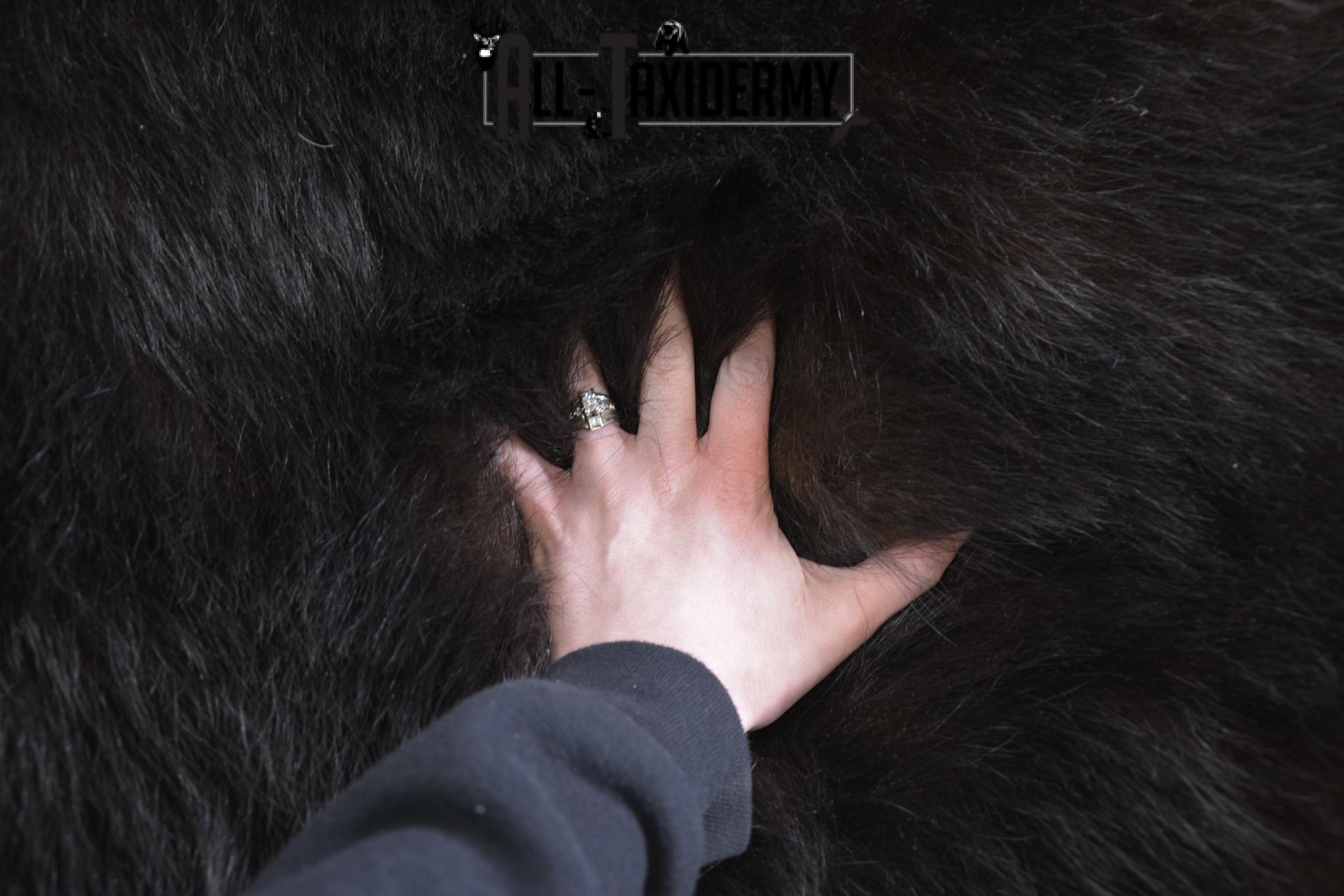 Black Bear taxidermy rug for sale SKU 1924 - Image 2