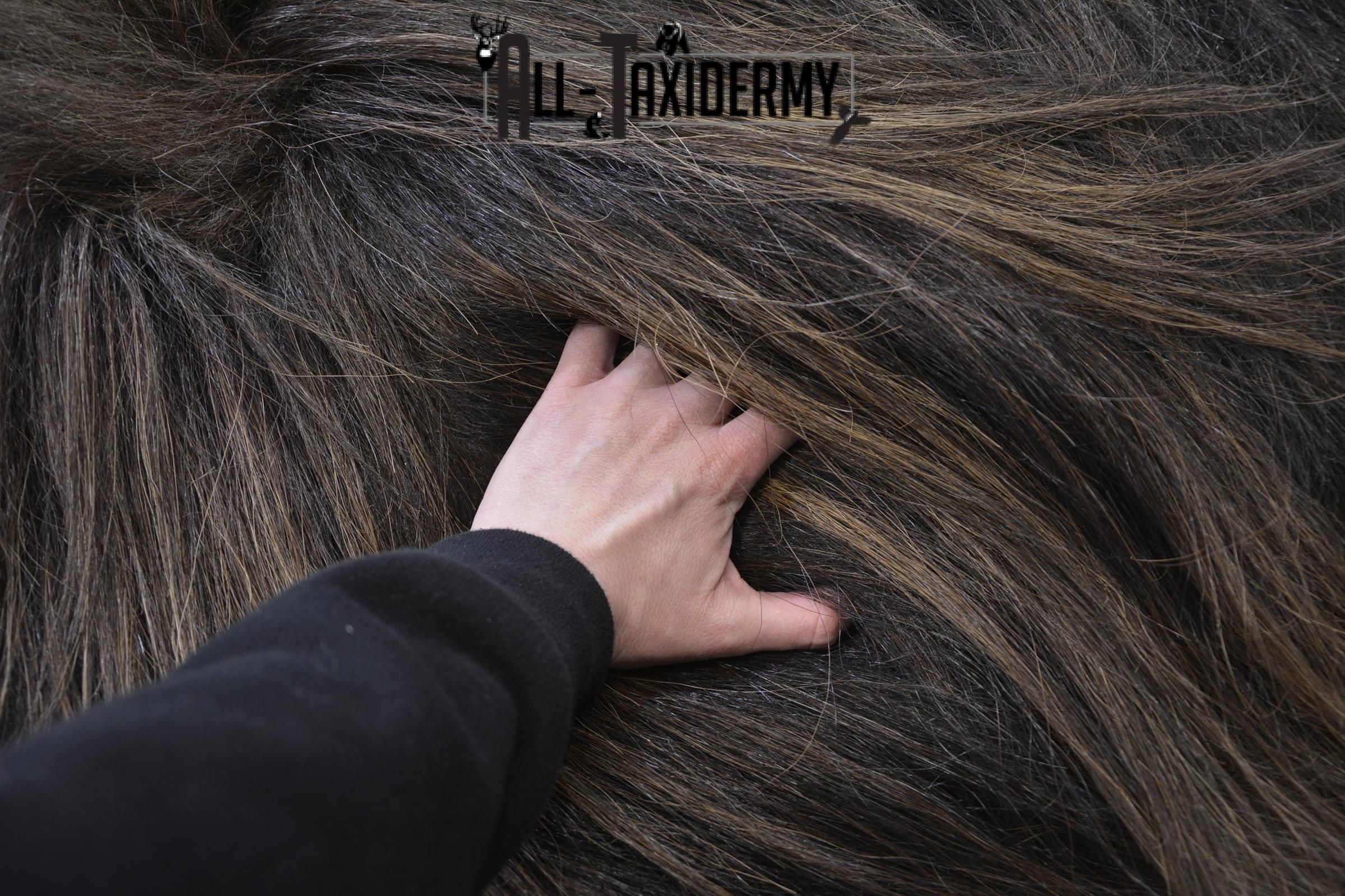 Musk Ox rear Robe Hide for sale SKU 1896 - Image 2