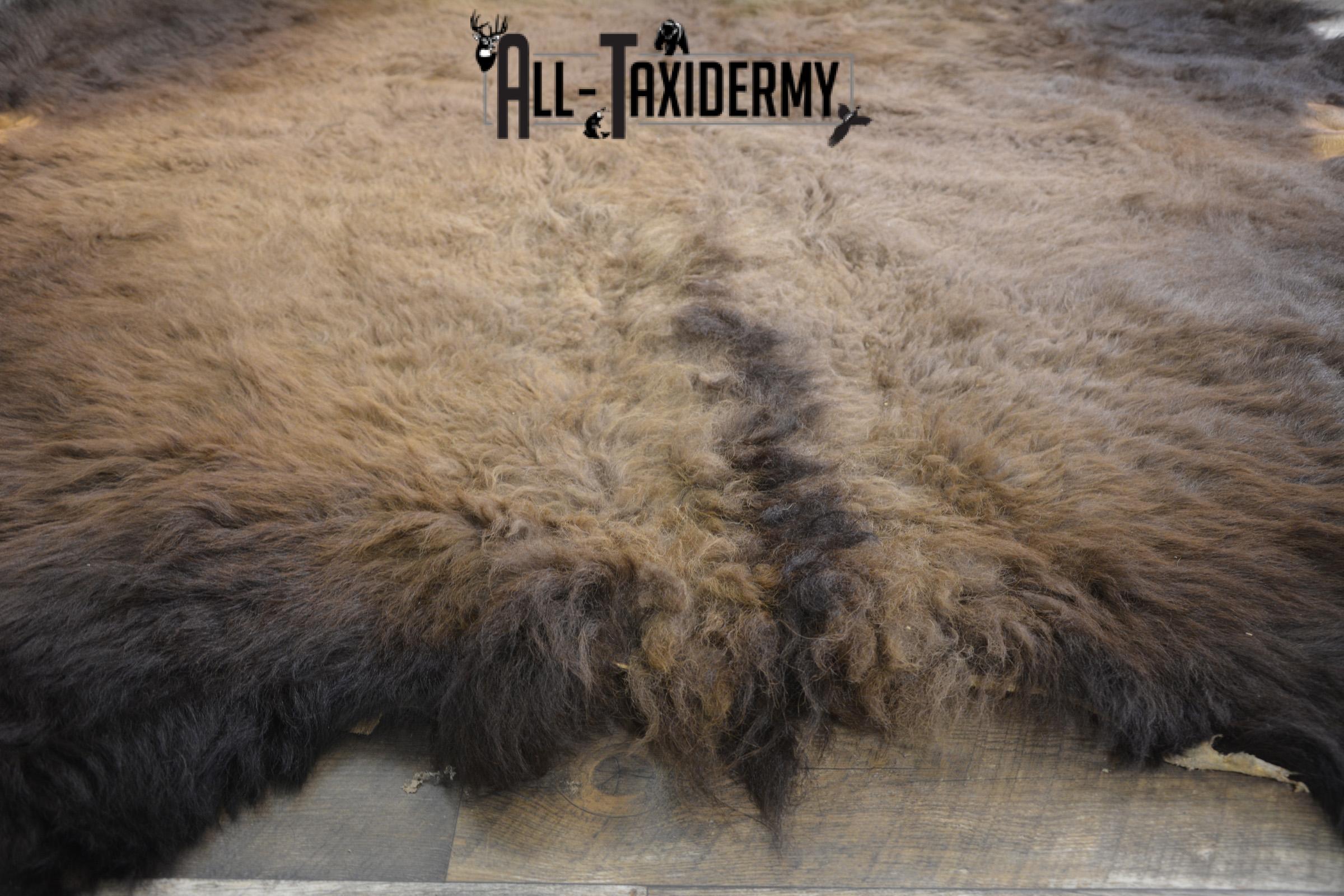 Bison Robe Hide for sale SKU 1895 - Image 2